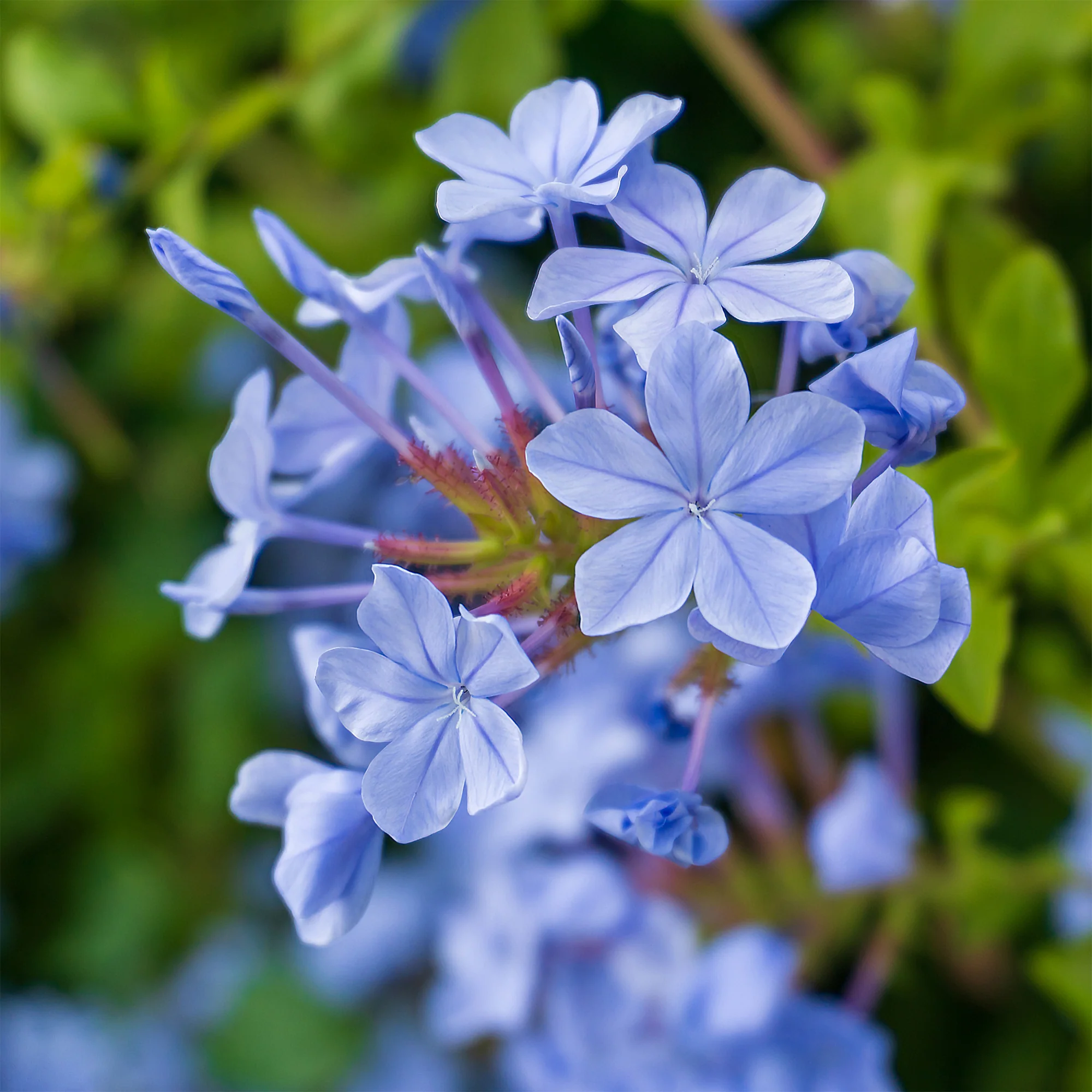 Dentelaire du Cap Donkerblauw/Plumbago Donkerblauw - Image 2