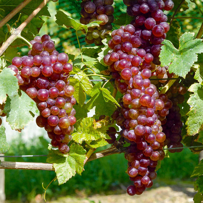 Druif 'Chasselas Rosé' - Image 3