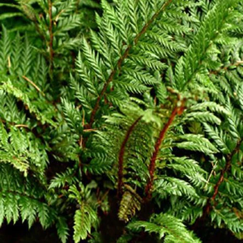 Dryopteridaceae Siny Holly Fern