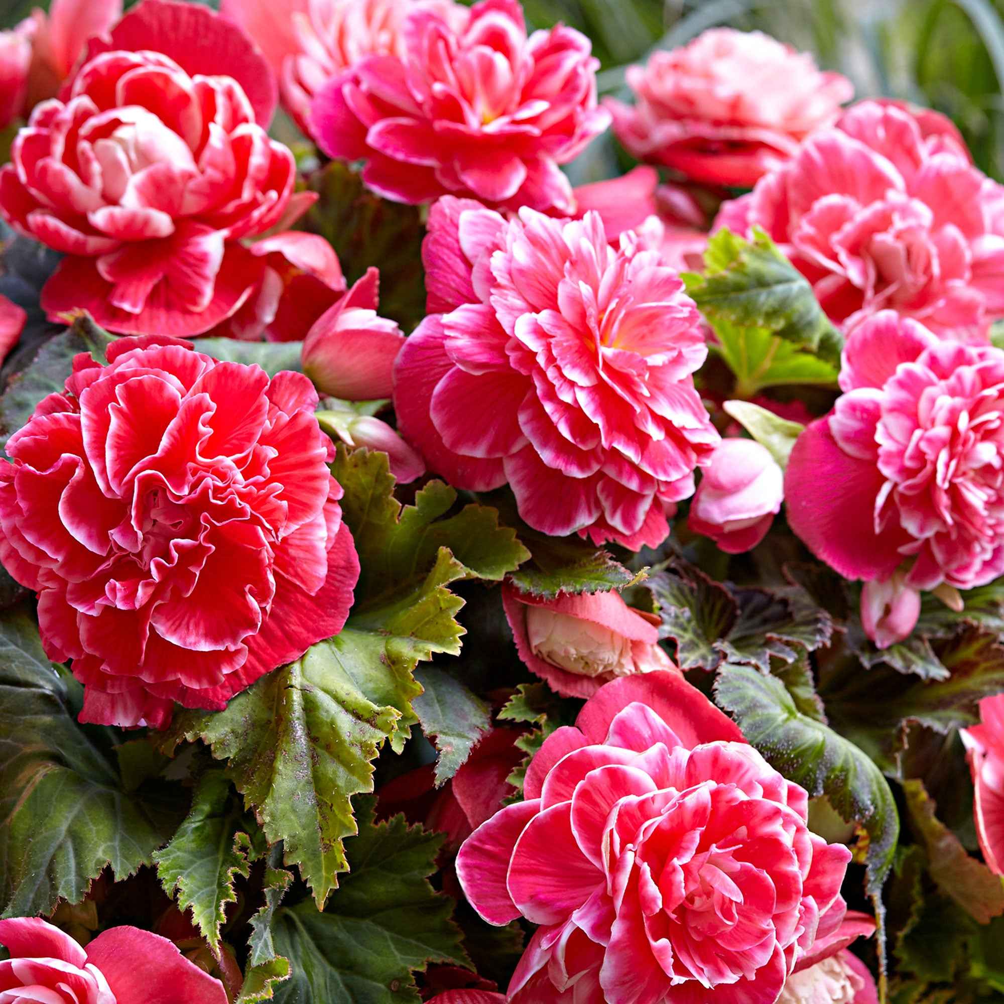 Dubbelbloemige Begonia 'Camelia' (x5)