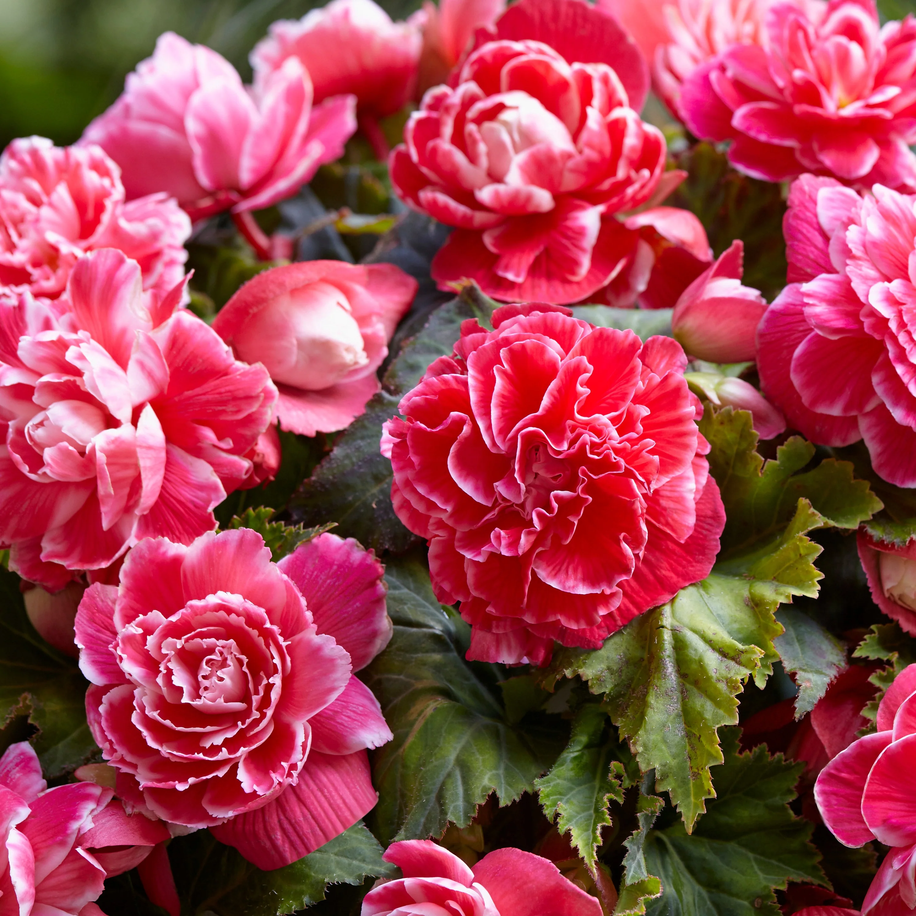 Dubbelbloemige Begonia 'Camelia' (x5) - Image 3