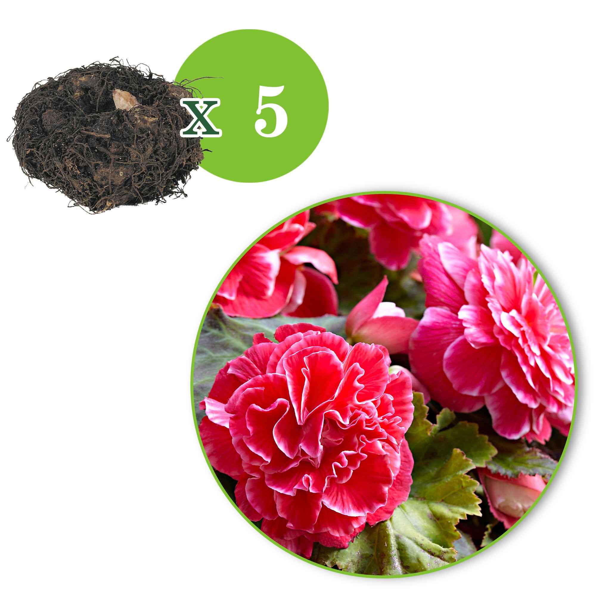 Dubbelbloemige Begonia 'Camelia' (x5) - Image 5