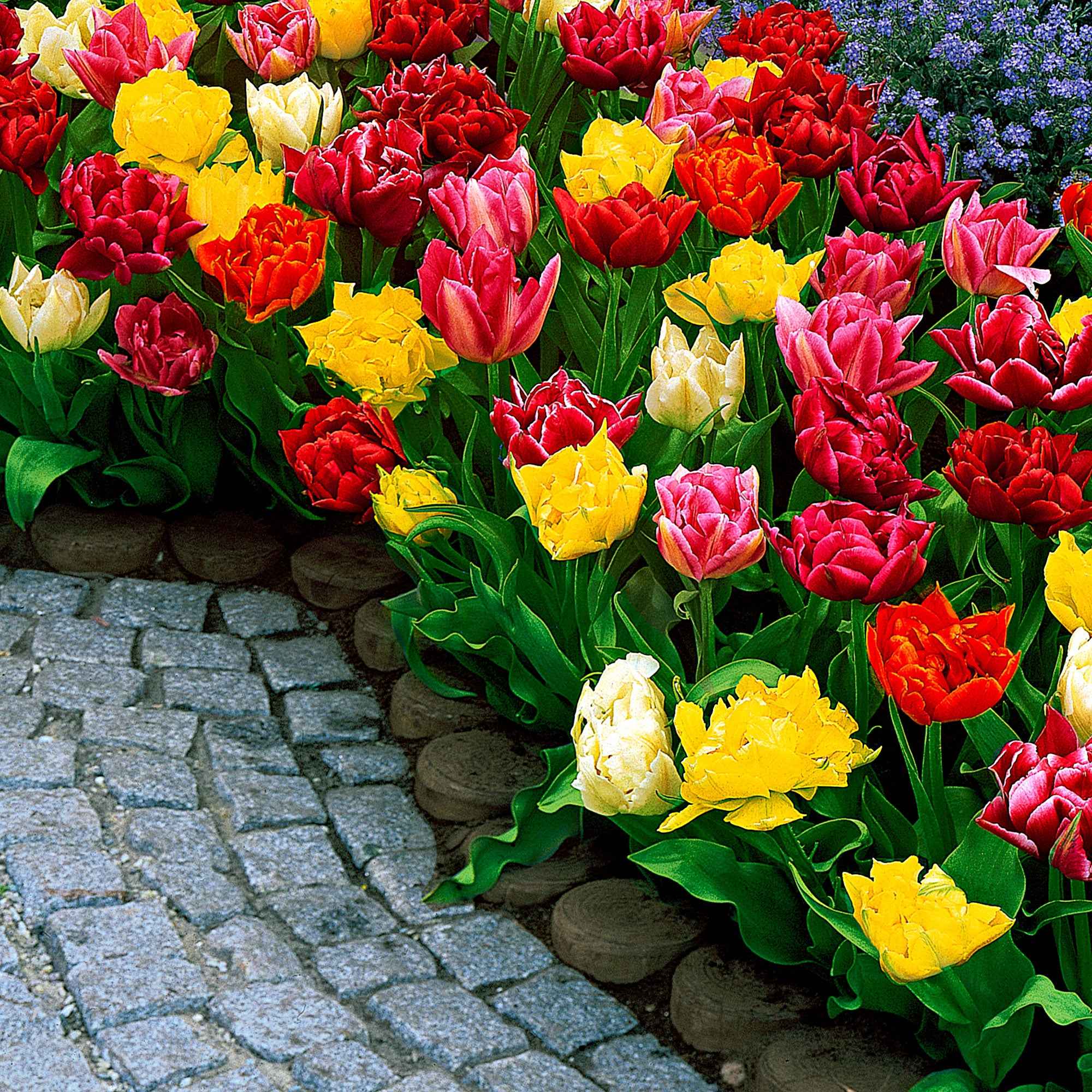 Dubbelbloemige tulp Mix 'Murillo' - Image 2