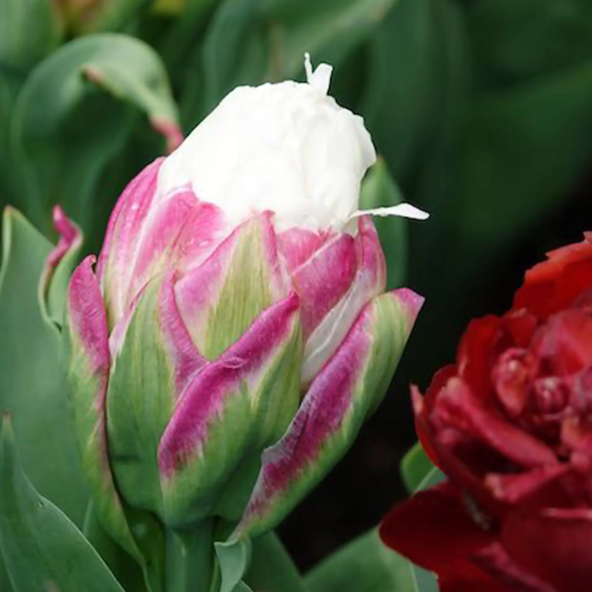 Dubbele IJsroom tulp (x7) - Image 6