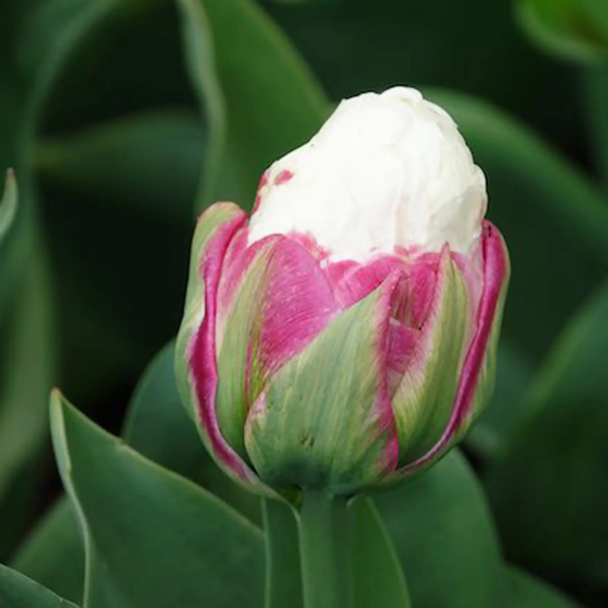 Dubbele IJsroom tulp (x7) - Image 8
