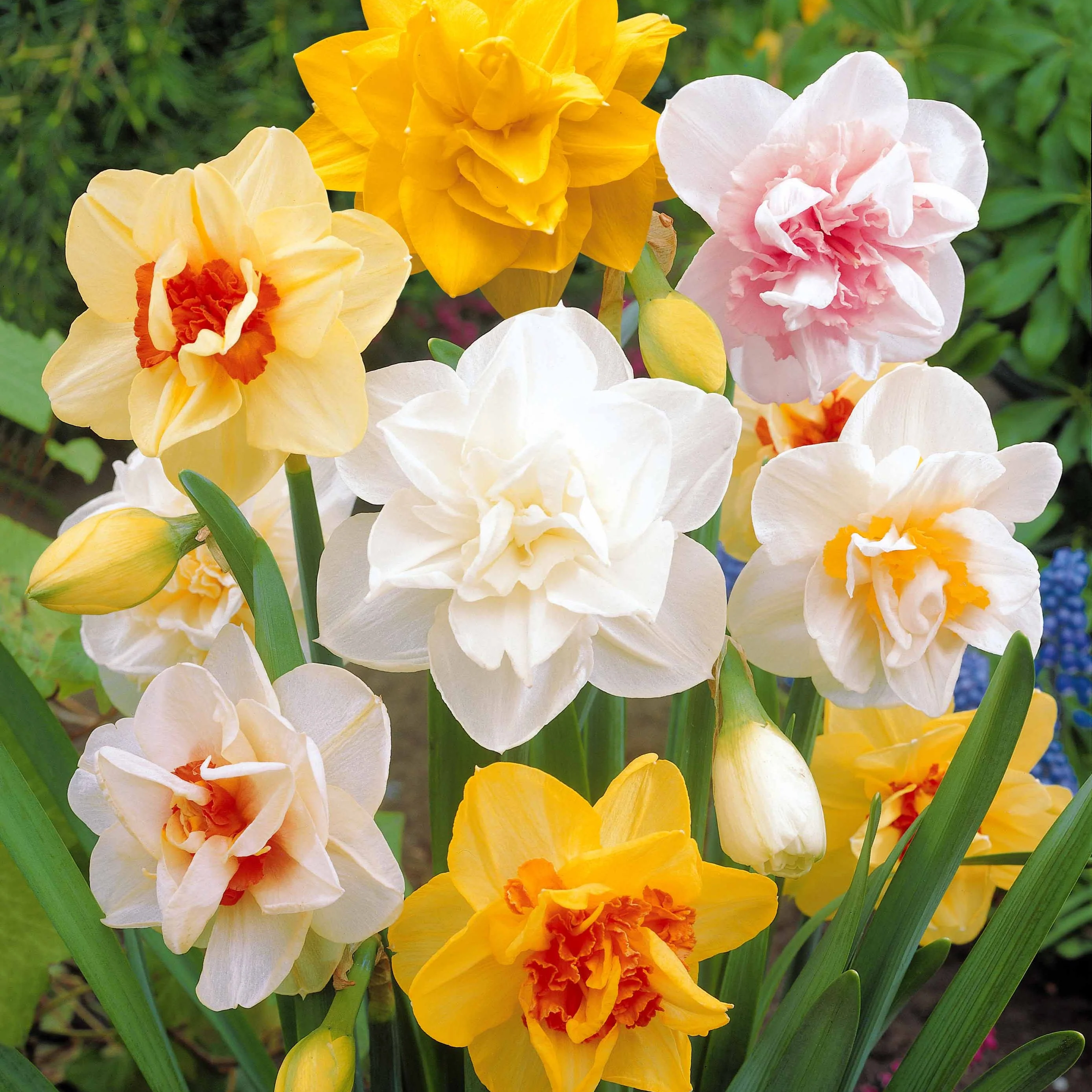 Dubbele Narcissen 'Flower Parade' (x10)
