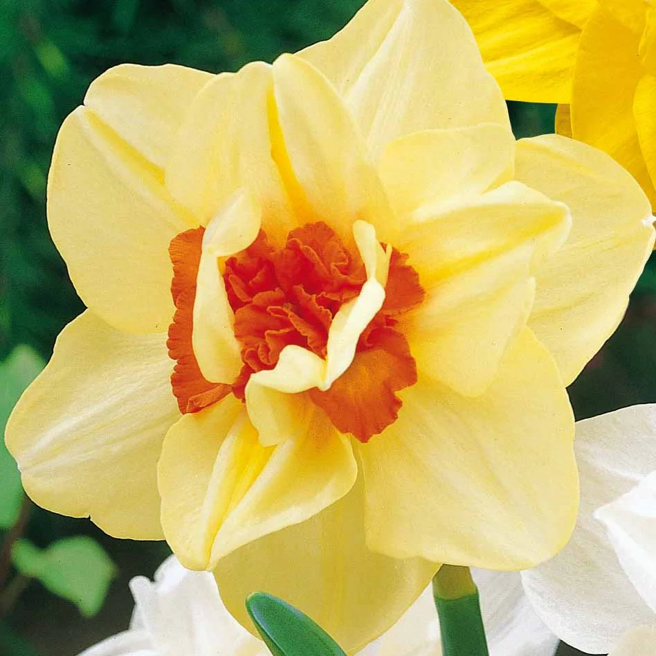 Dubbele Narcissen 'Flower Parade' (x10) - Image 2