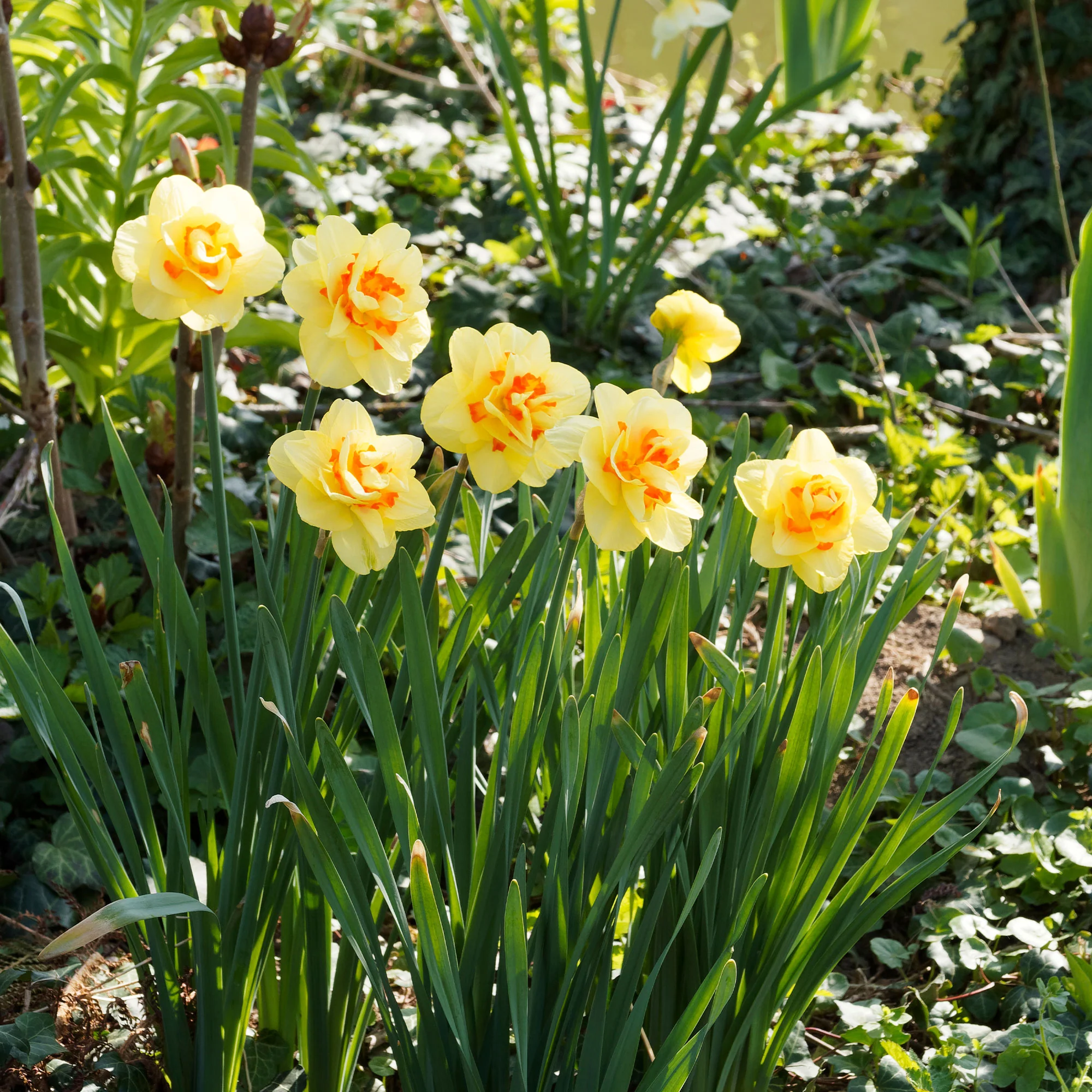 Dubbele Narcissen 'Tahiti' (x10)