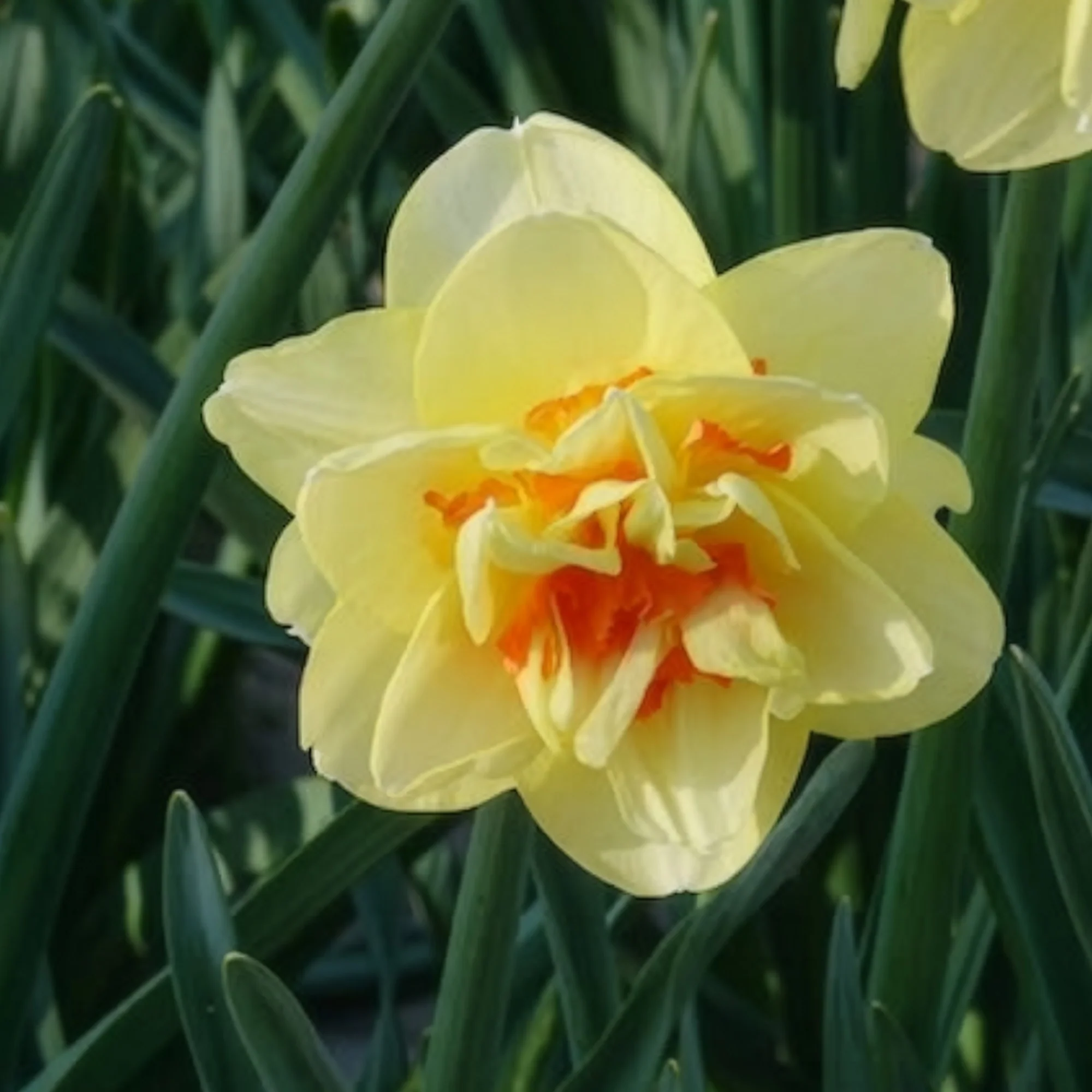 Dubbele Narcissen 'Tahiti' (x10) - Image 2