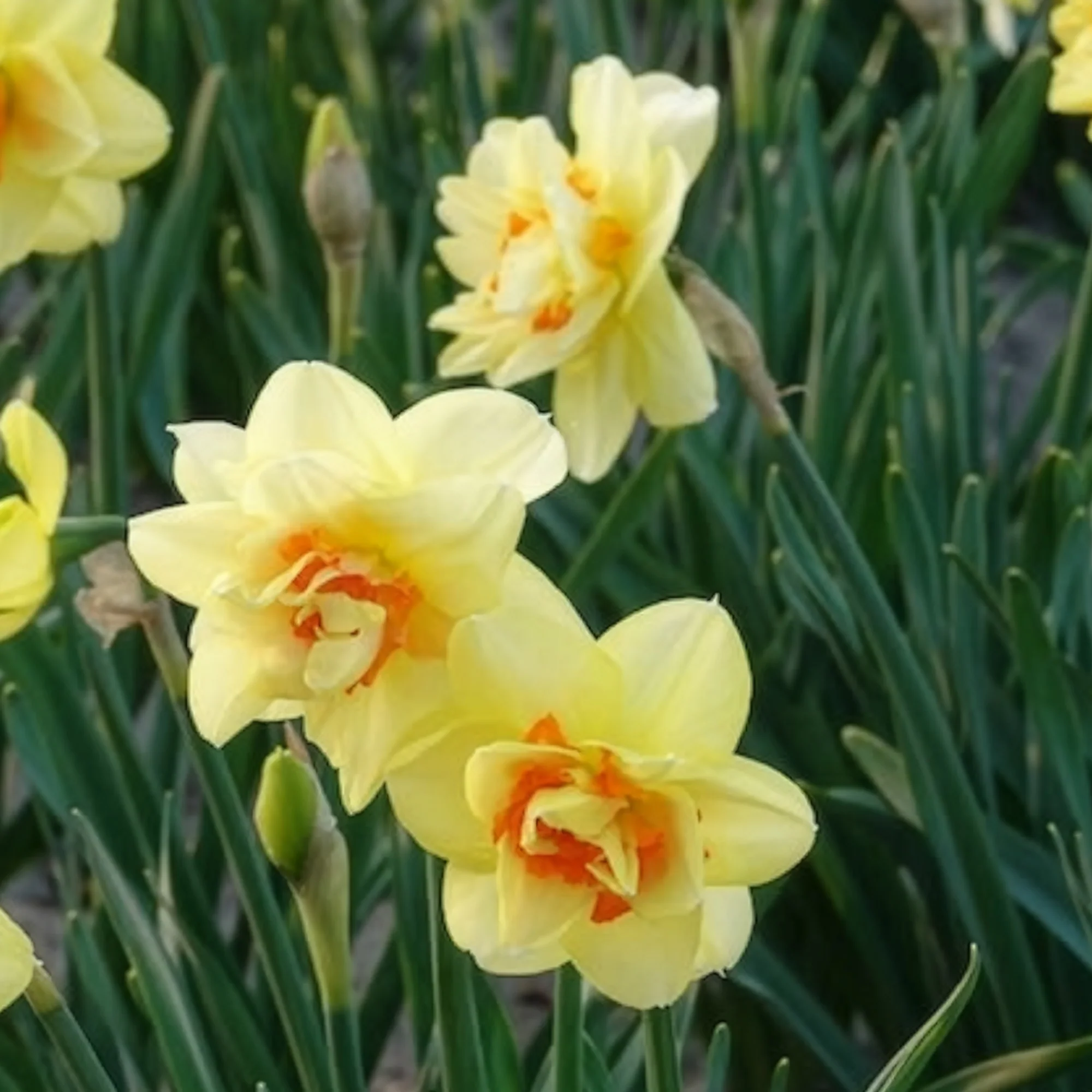 Dubbele Narcissen 'Tahiti' (x10) - Image 3