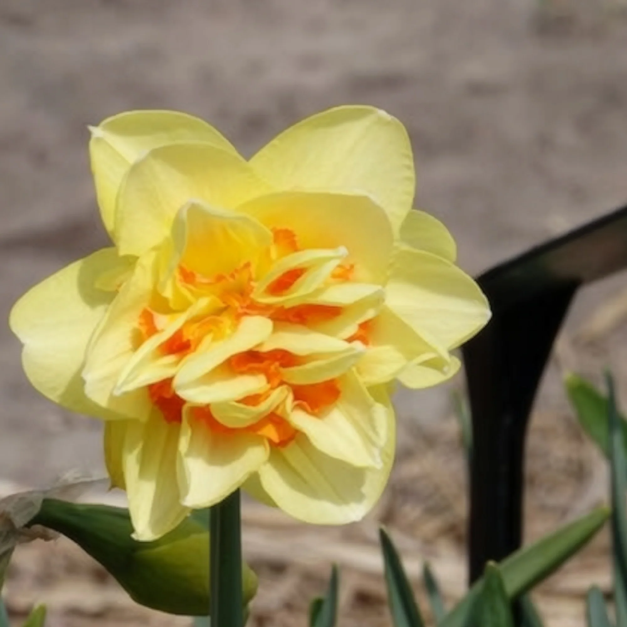 Dubbele Narcissen 'Tahiti' (x10) - Image 4