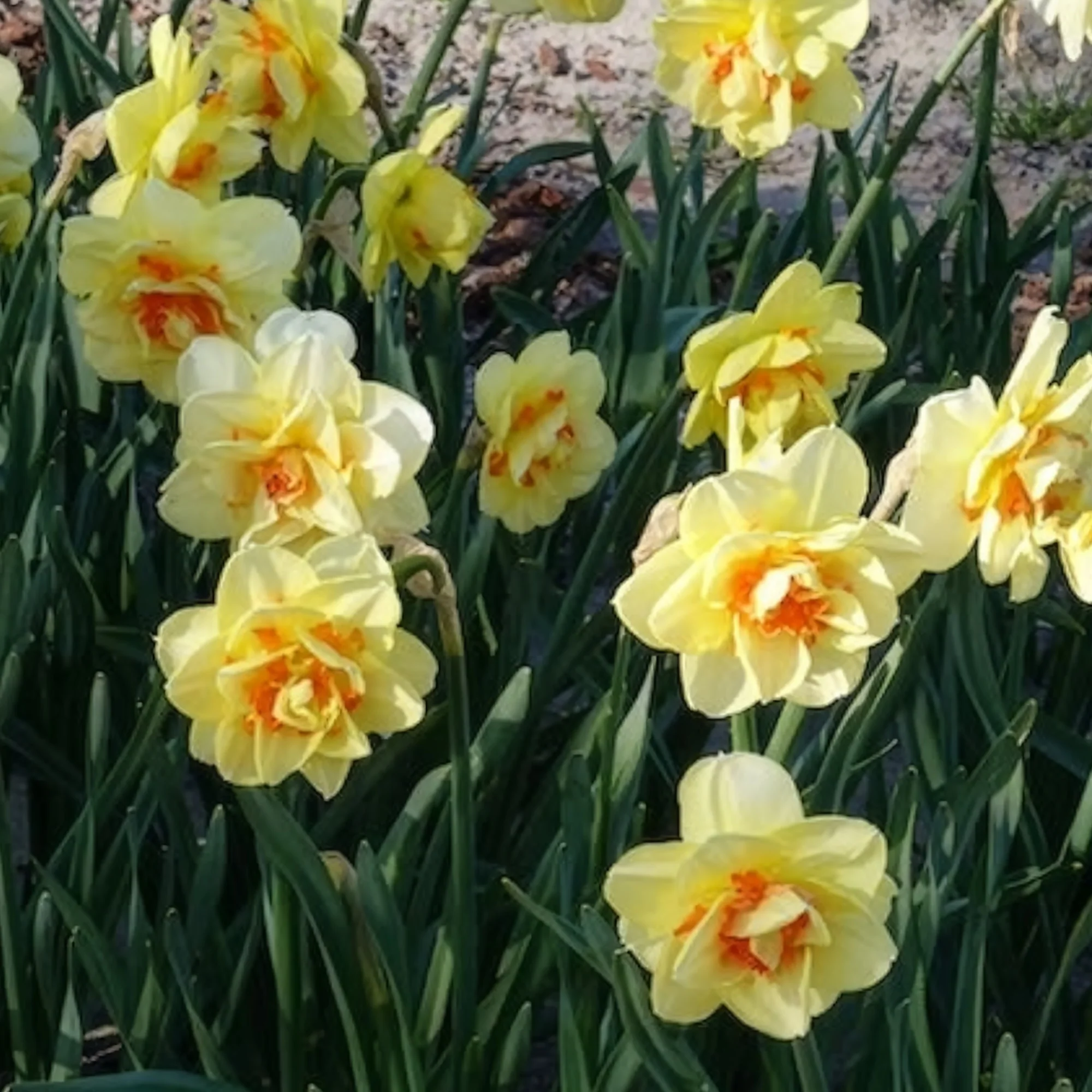 Dubbele Narcissen 'Tahiti' (x10) - Image 5