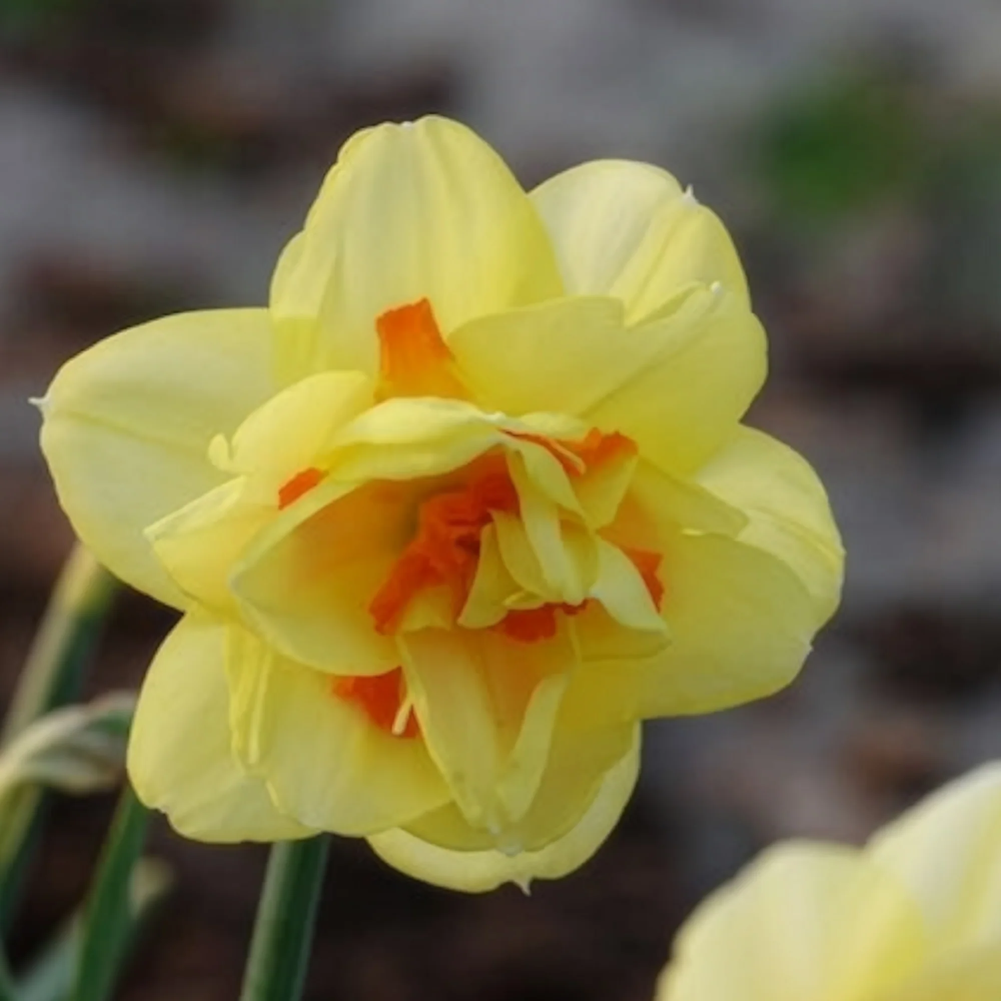 Dubbele Narcissen 'Tahiti' (x10) - Image 6