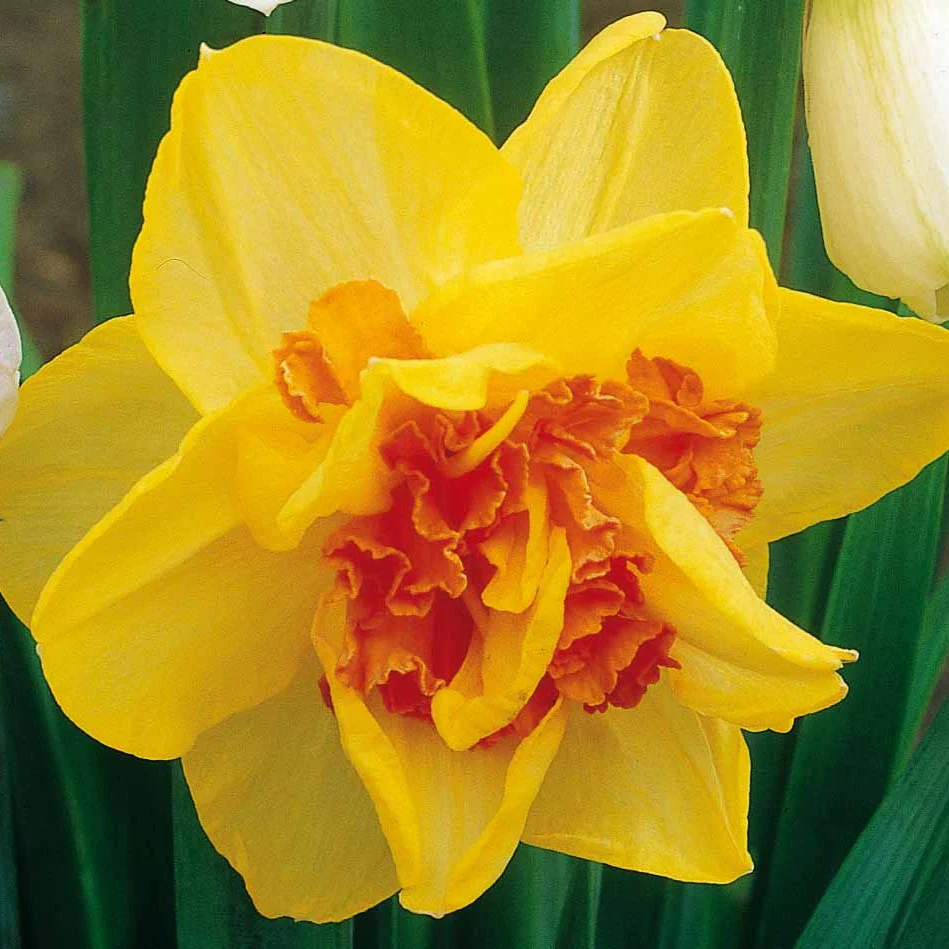 Dubbele Narcissen 'Tahiti' (x10) - Image 7