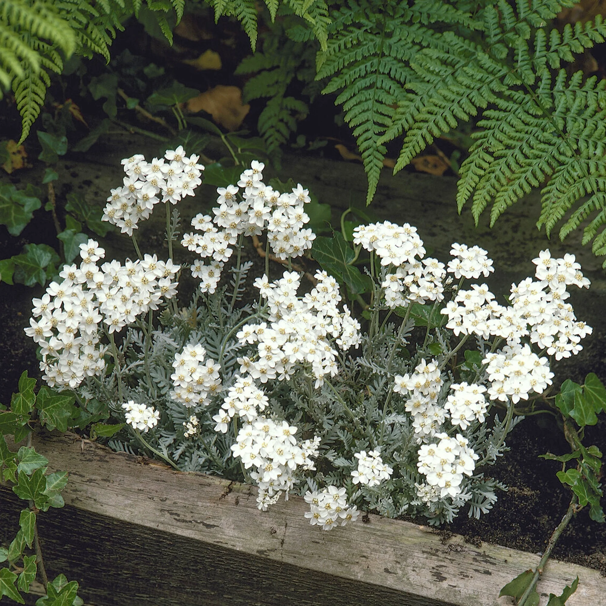 Duizendblad - Image 2