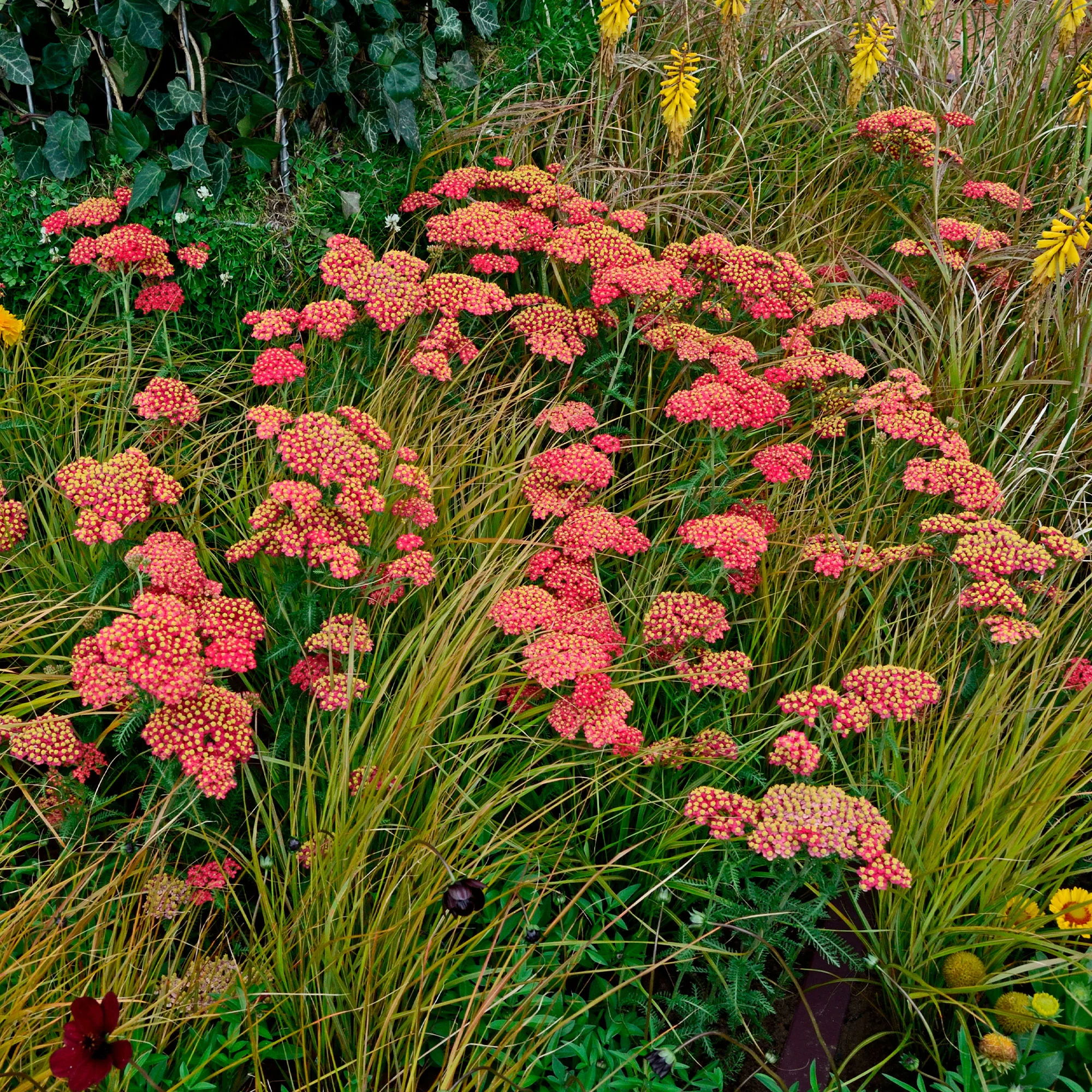 Duizendblad millefeuille Paprika - Image 3