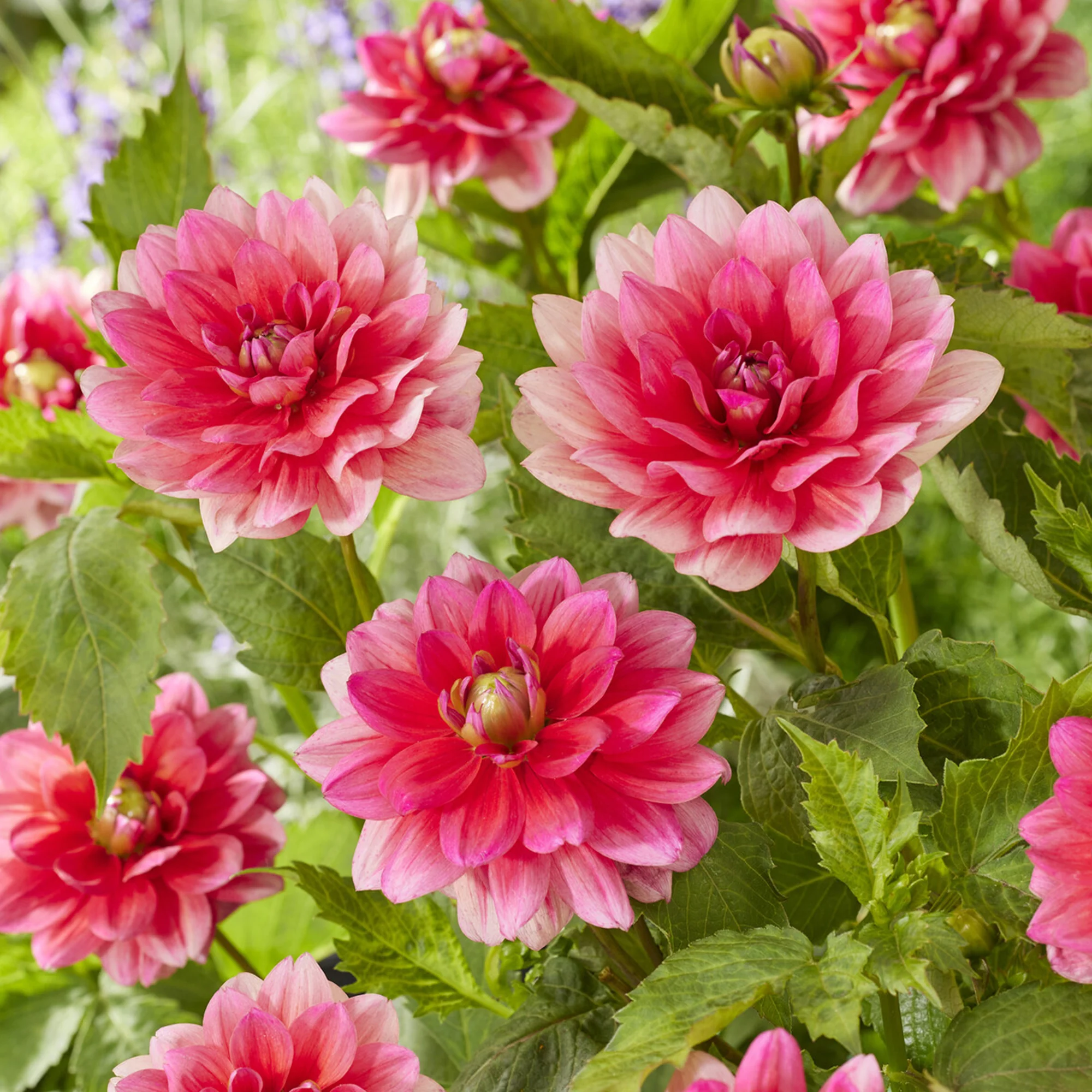 Dwerg decoratieve dahlia Berliner Kleene