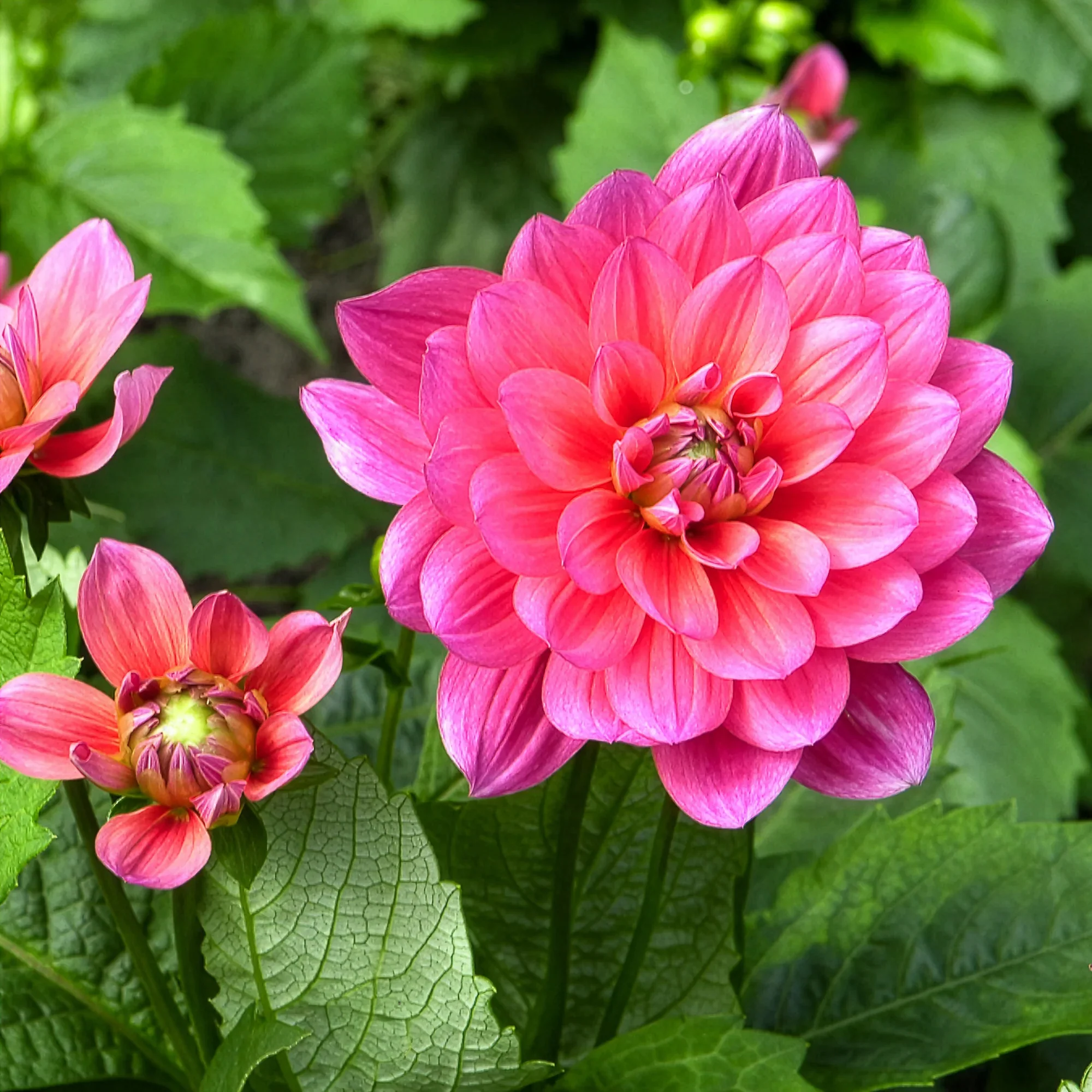 Dwerg decoratieve dahlia Berliner Kleene - Image 3