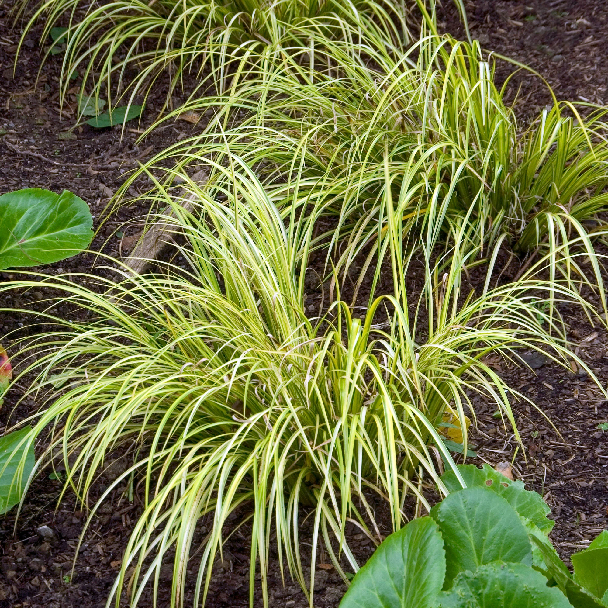 Dwergkalmoes 'Ogon'
