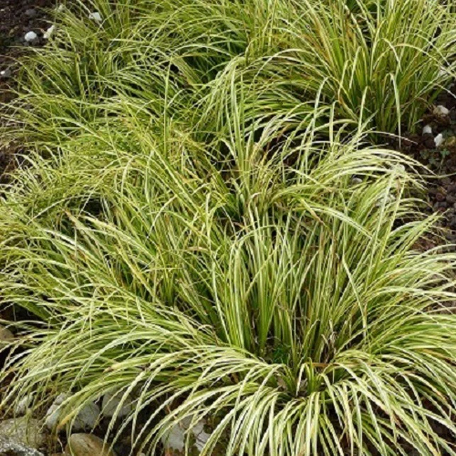 Dwergkalmoes 'Ogon' - Image 2