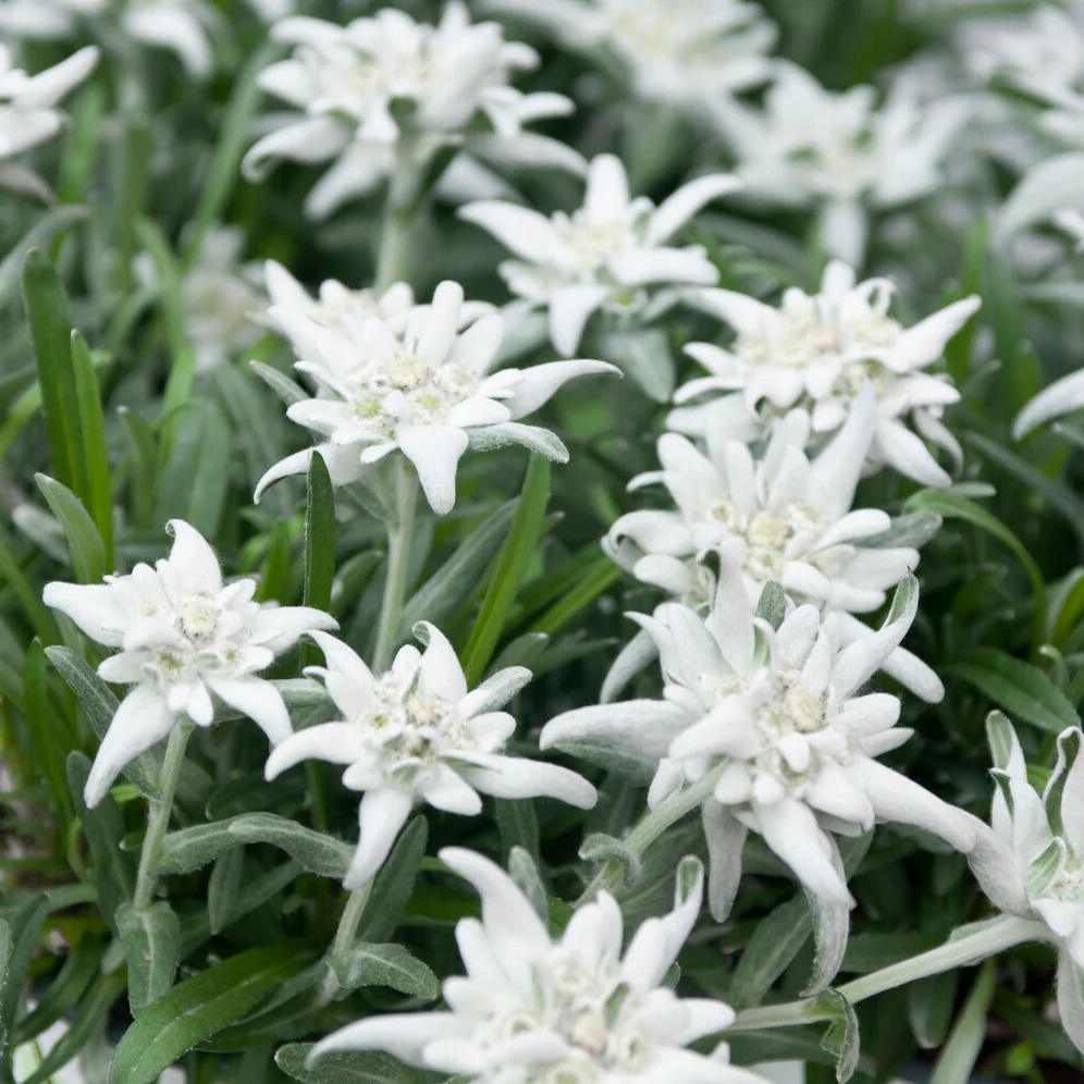 Edelweiss