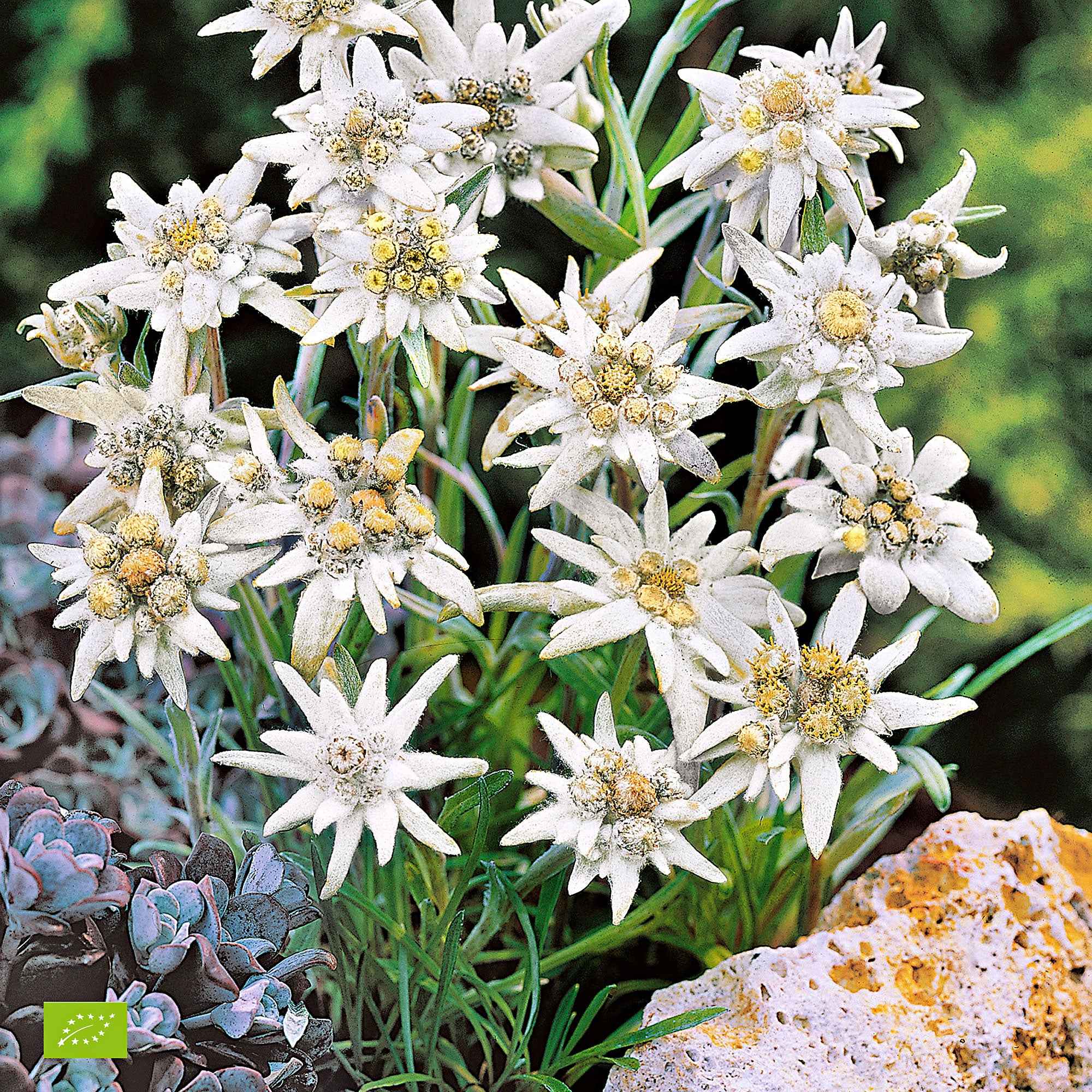 Edelweiss - Image 3