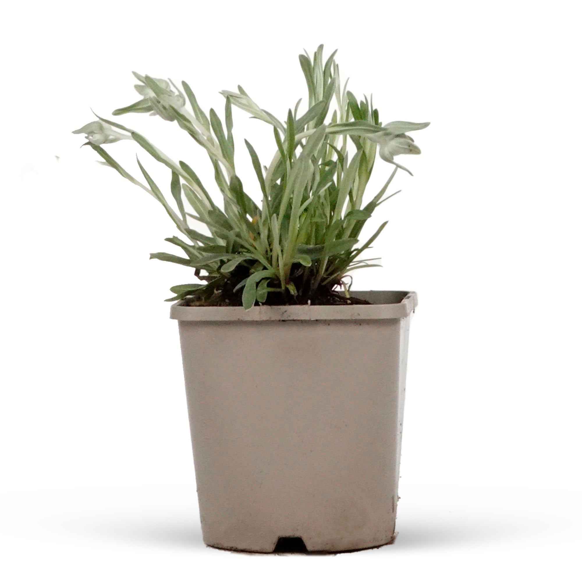 Edelweiss - Image 4