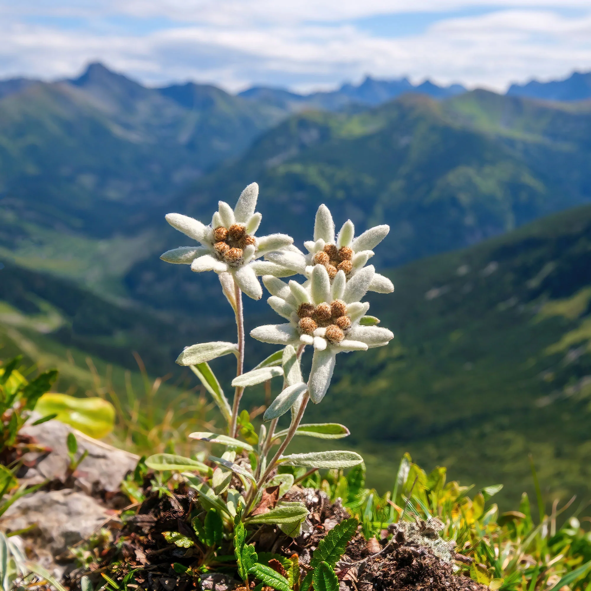 Edelweiss - Image 5