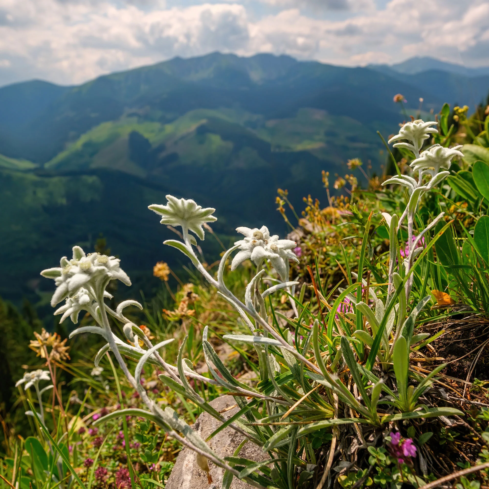 Edelweiss - Image 6