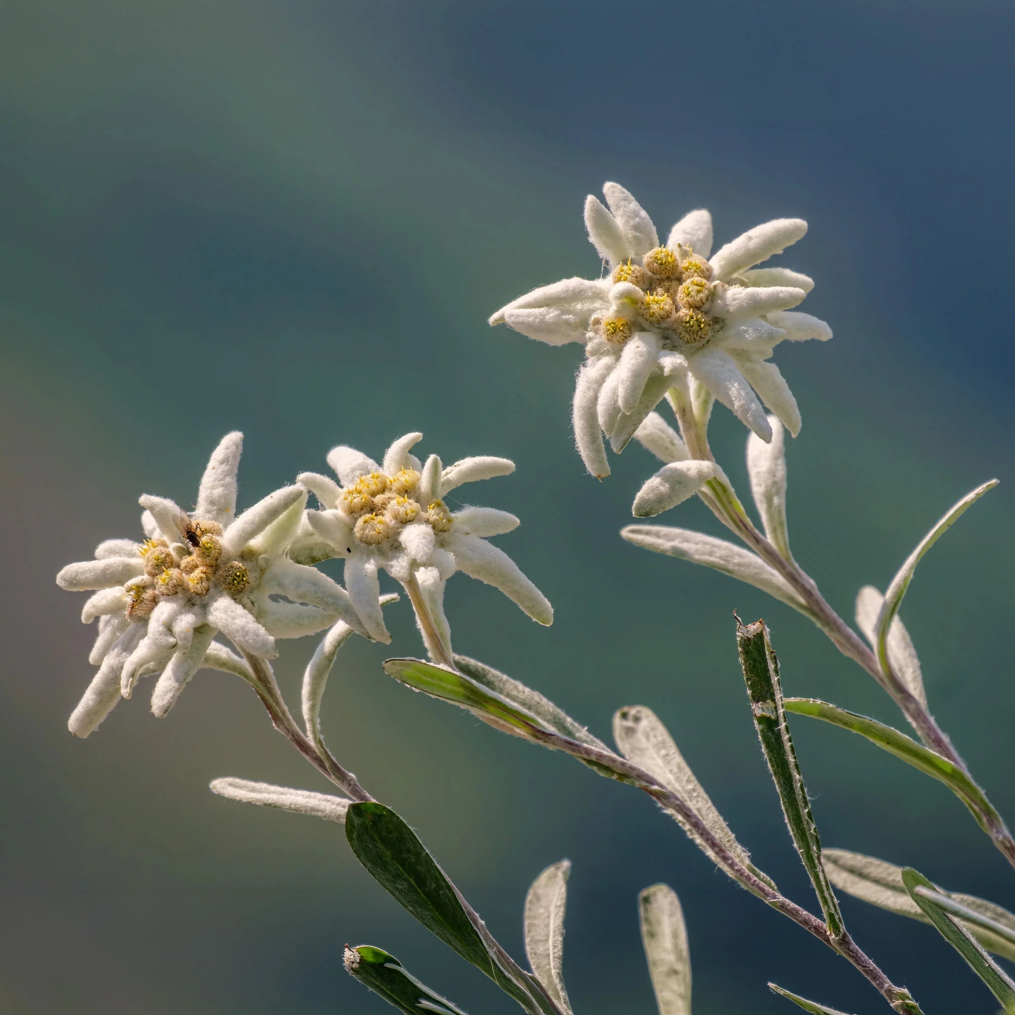 Edelweiss - Image 7