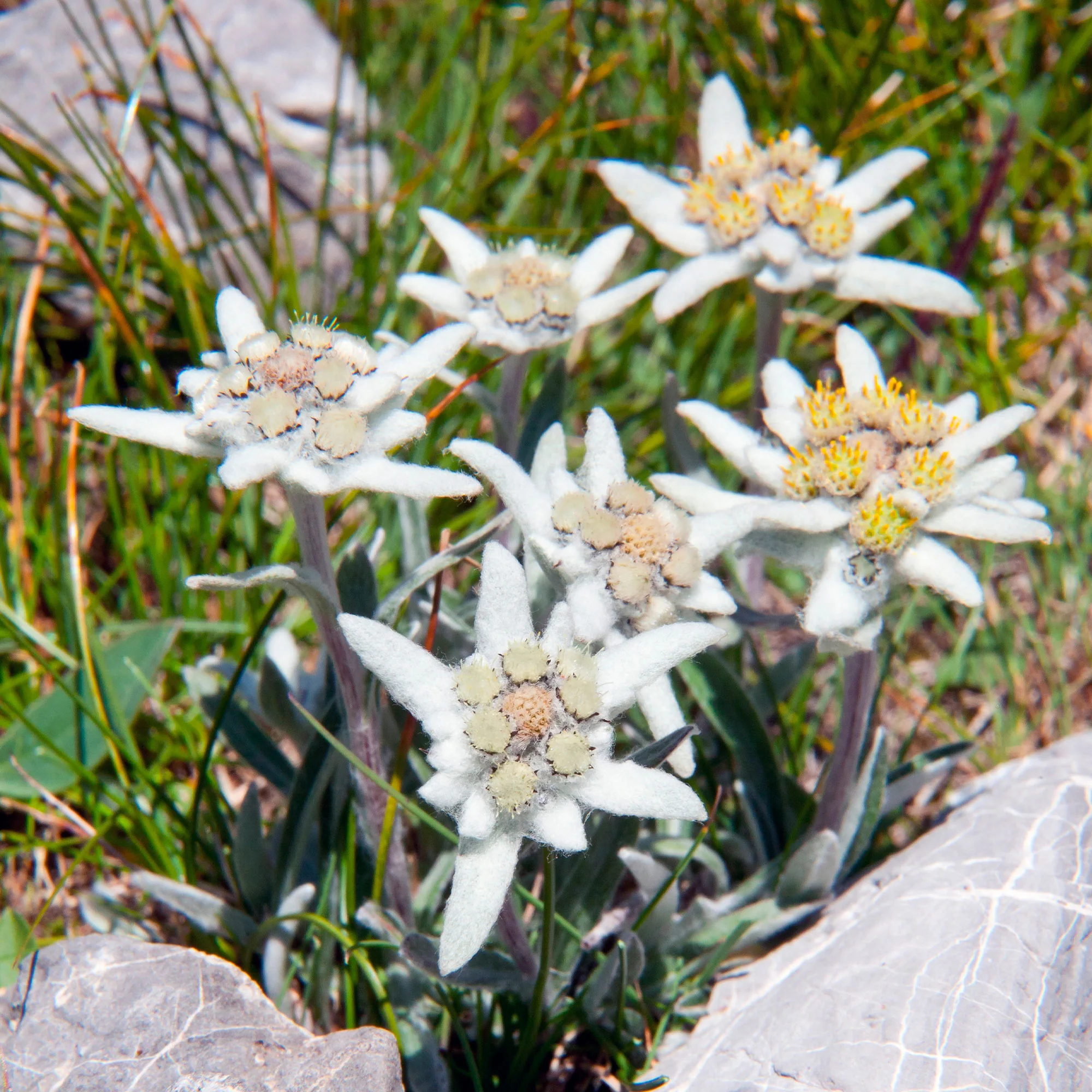 Edelweiss - Image 8