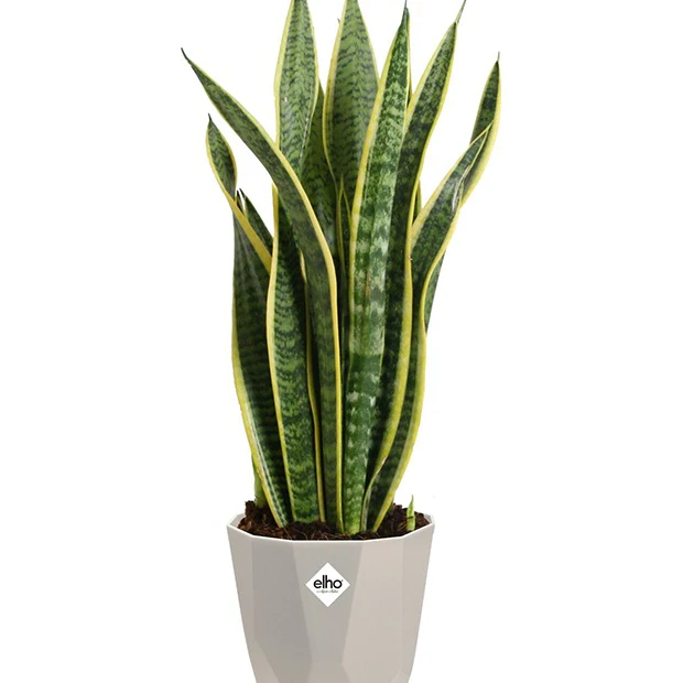 Elho Bloempot B for rock - warm grijs - Image 6
