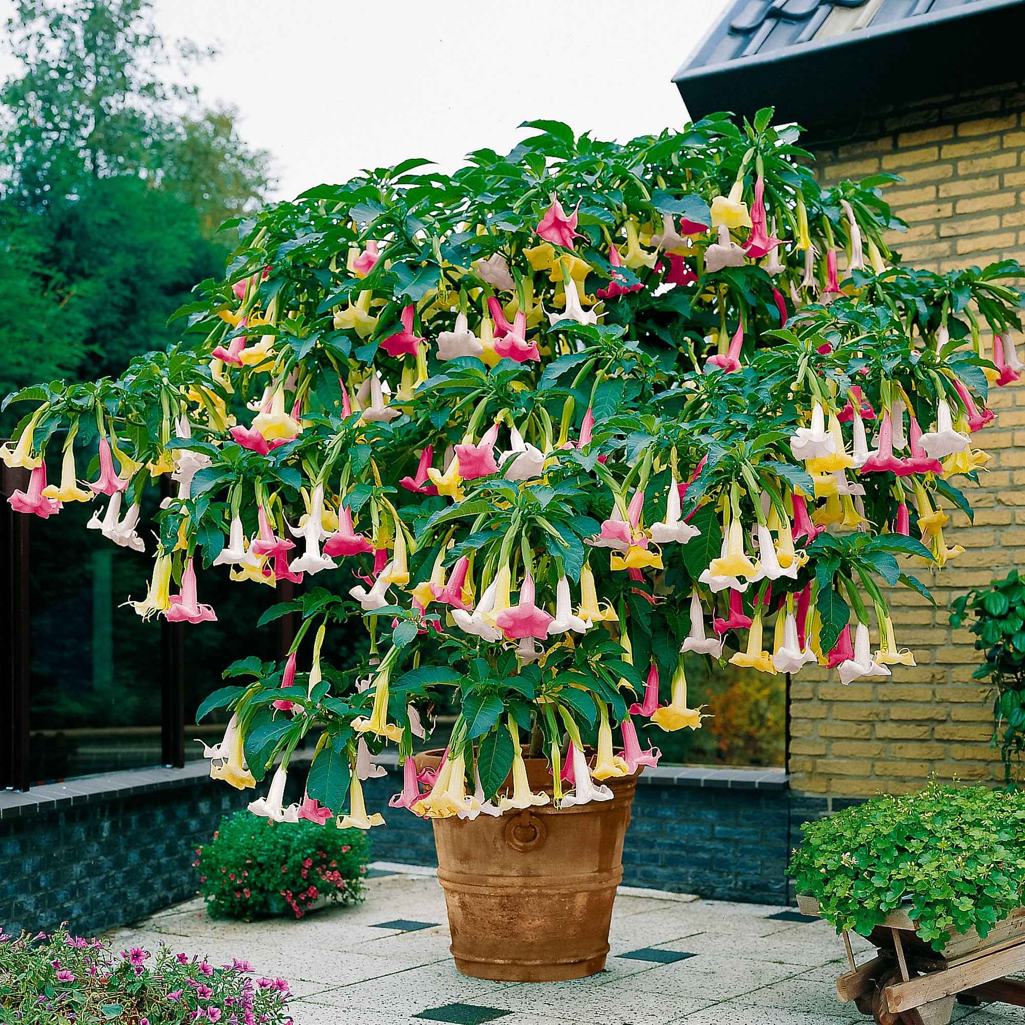 Miniatuur 1
