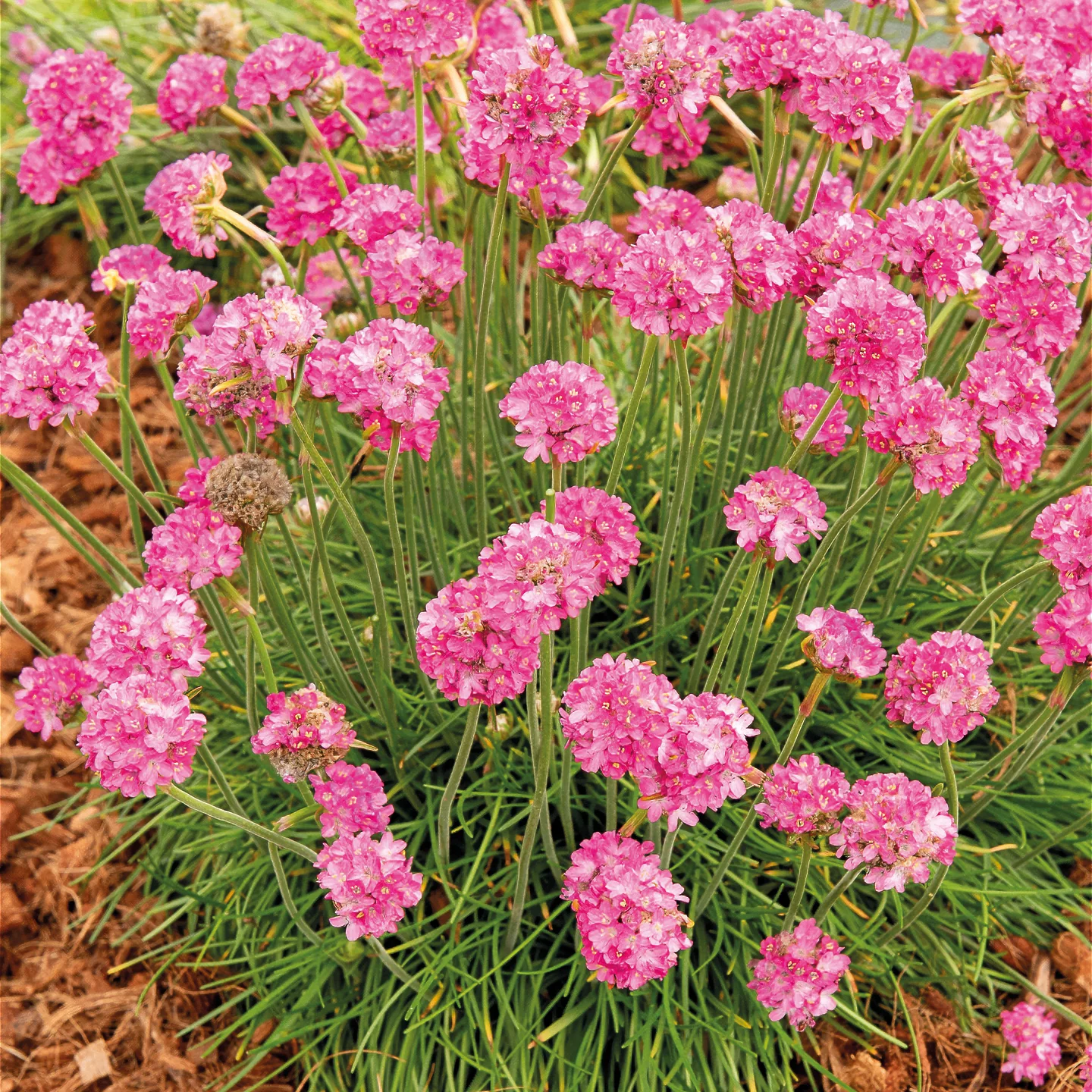 Engels gras 'Rosea'
