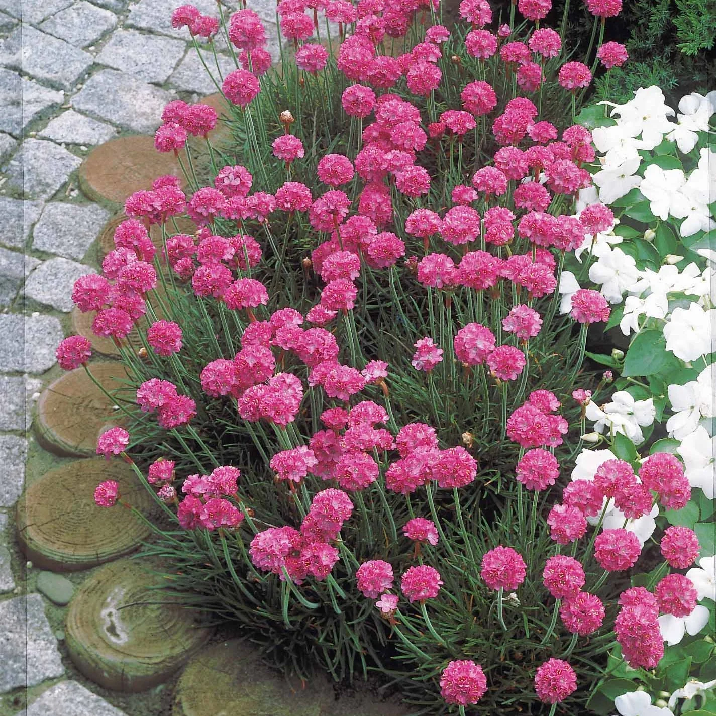 Engels gras 'Rosea' - Image 2