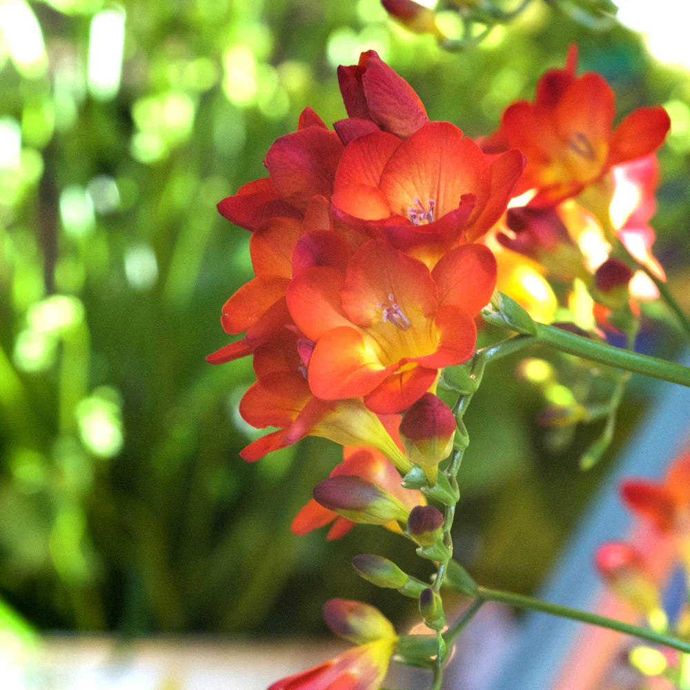 Miniatuur 1