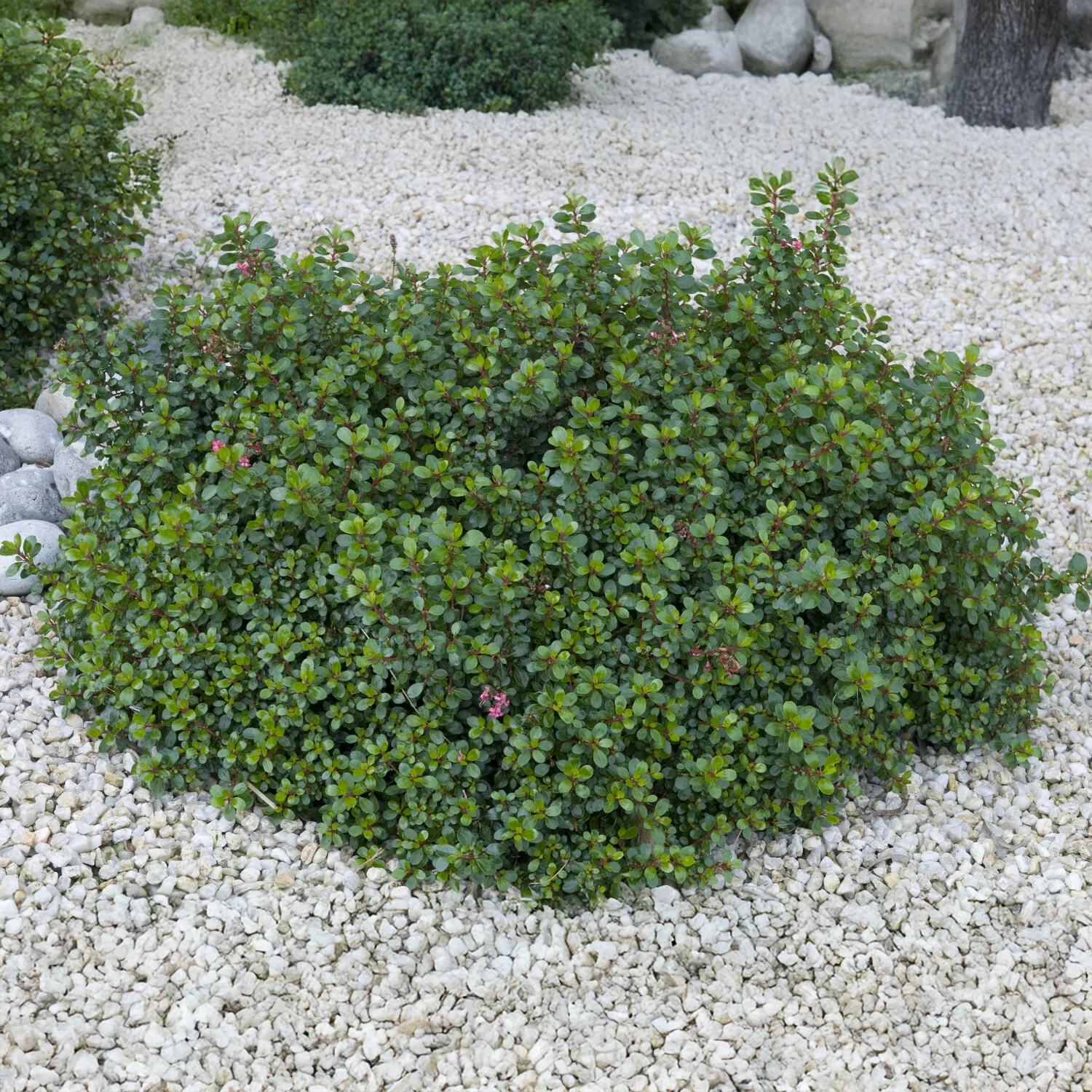 Escallonia Red Dream