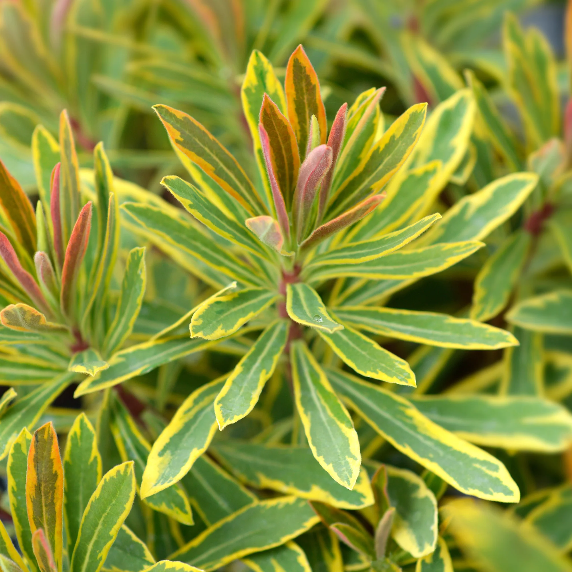 Euphorbia 'Ascot Rainbow' / Wolfsmelk