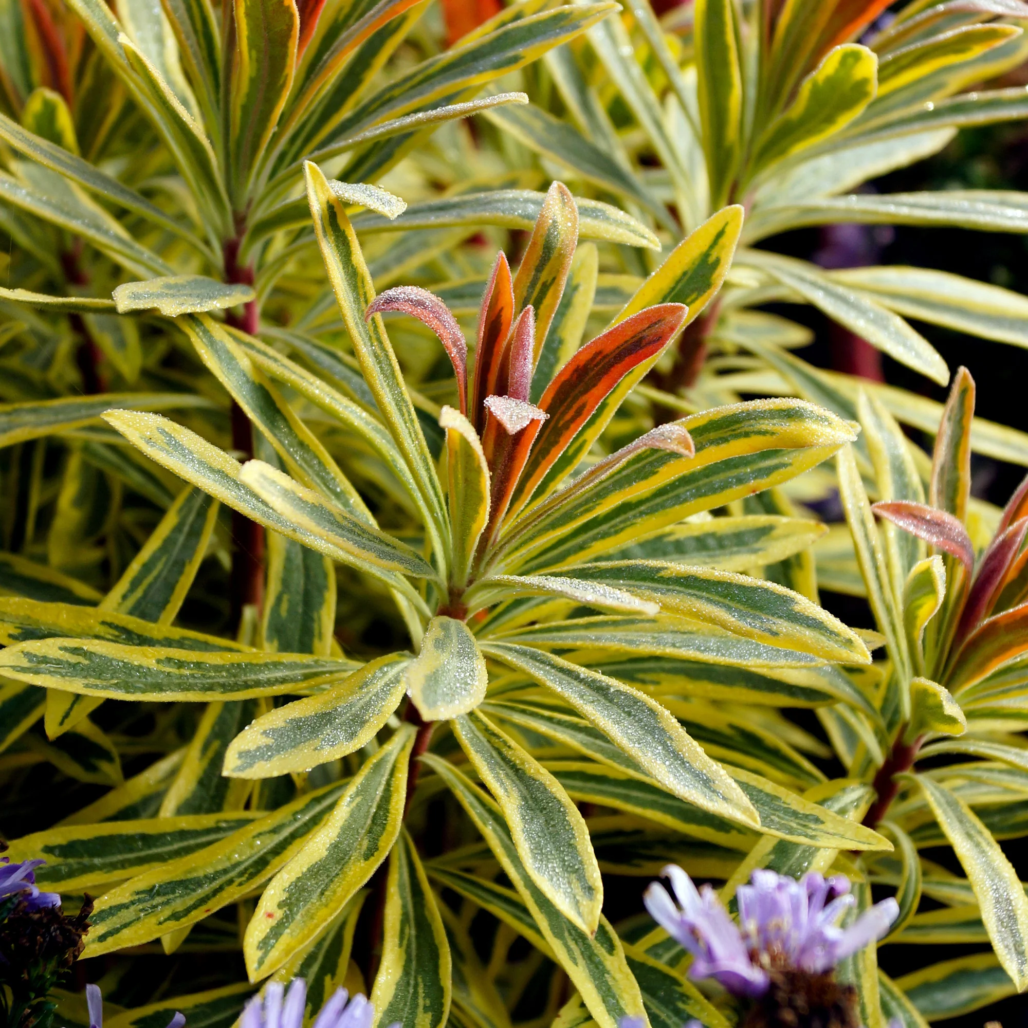 Euphorbia 'Ascot Rainbow' / Wolfsmelk - Image 2