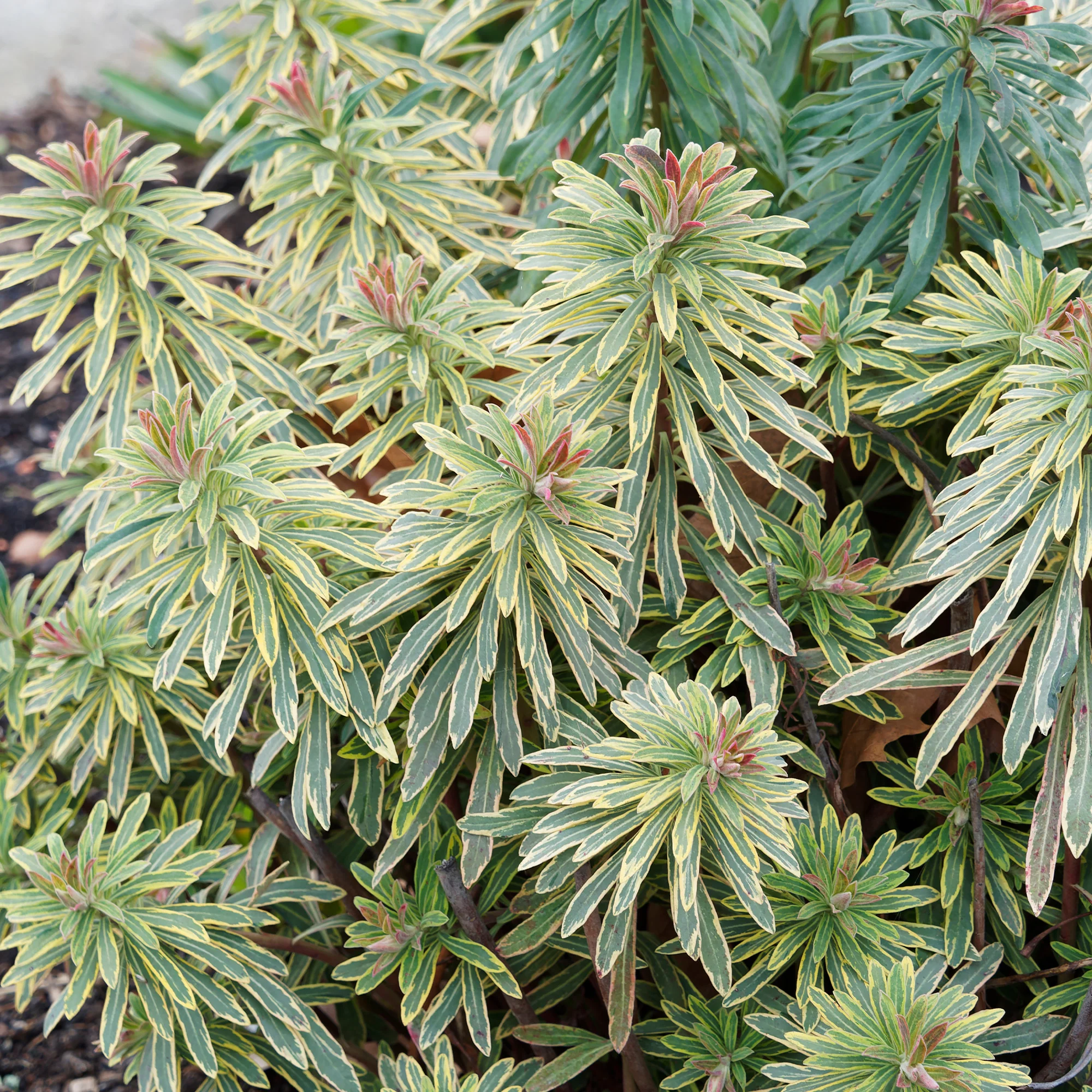 Euphorbia 'Ascot Rainbow' / Wolfsmelk - Image 4