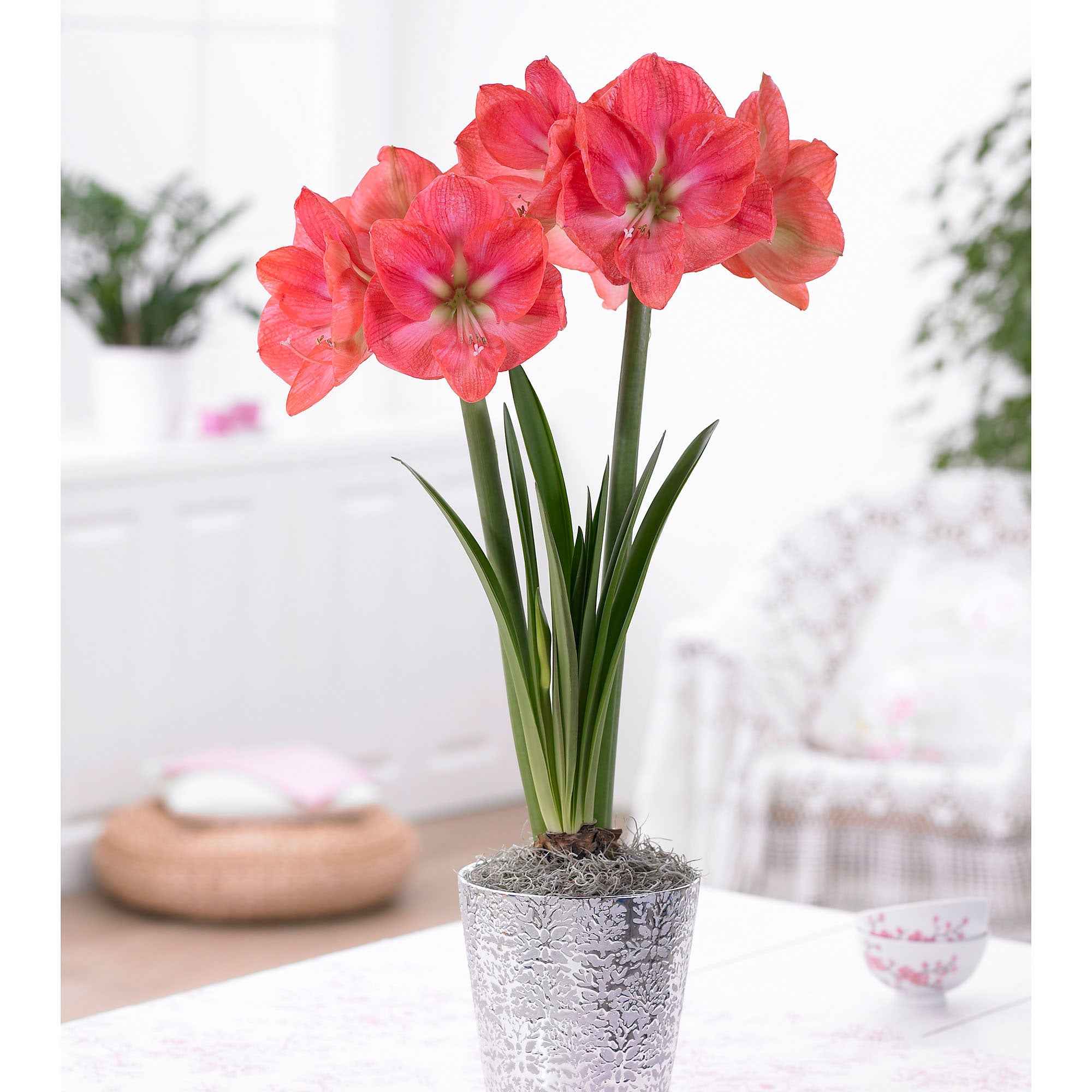Extra grote amaryllis Mix - Image 3