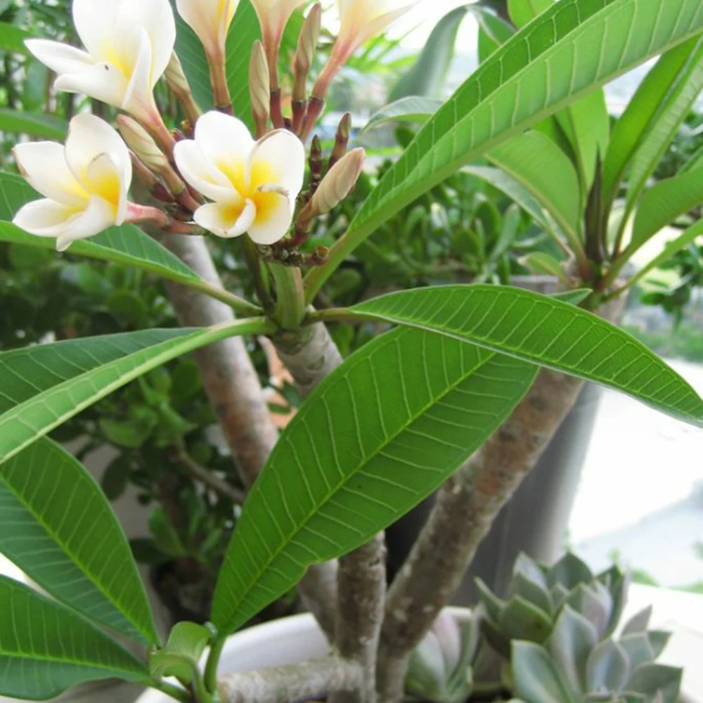 Frangipani - Image 2