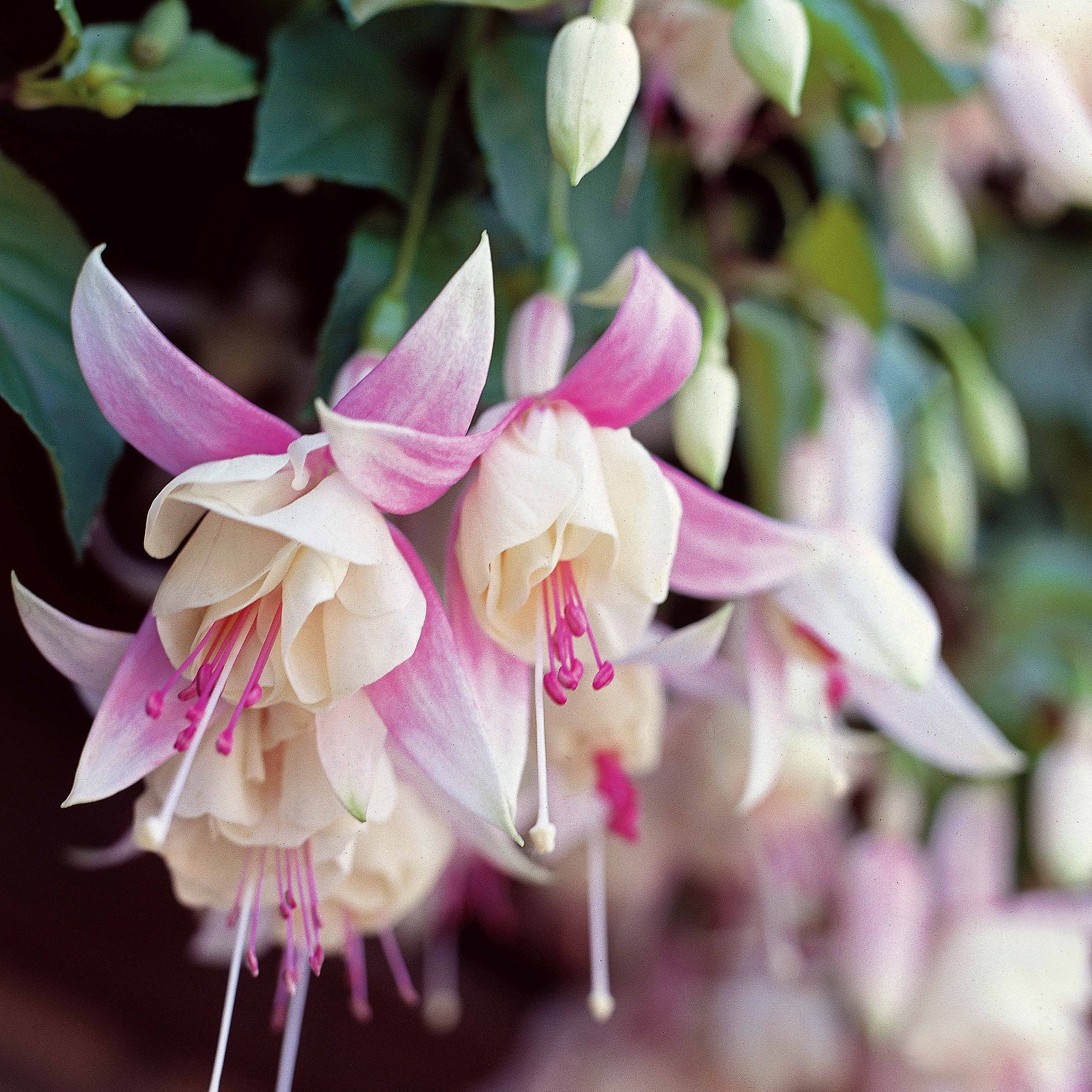 Fuchsia Mix 'Blue Sarah' + 'Annabel' - winterhard (x6) - Image 2