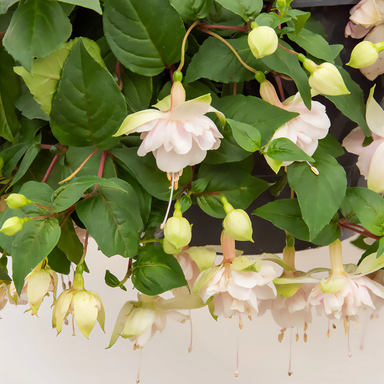 Fuchsia 'Pink Marshmallow' / Bellenplant - Image 2