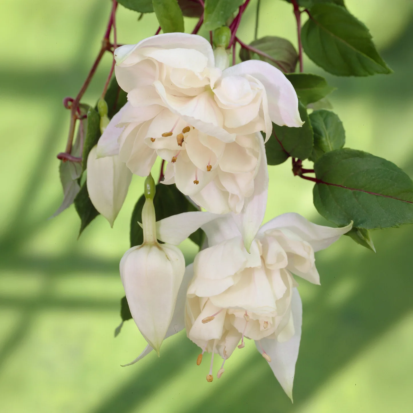 Fuchsia 'Pink Marshmallow' / Bellenplant - Image 3