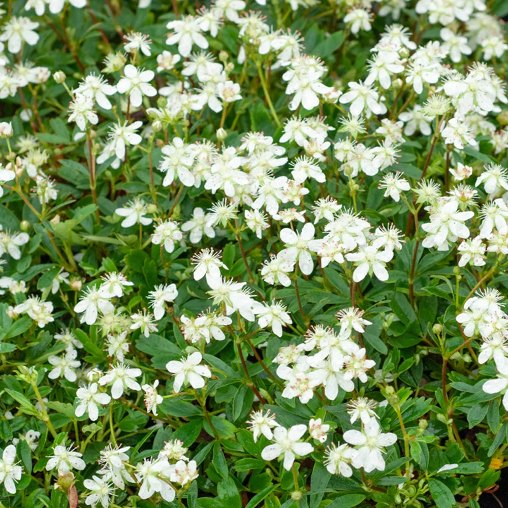 Ganzerik 'Nuuk'
