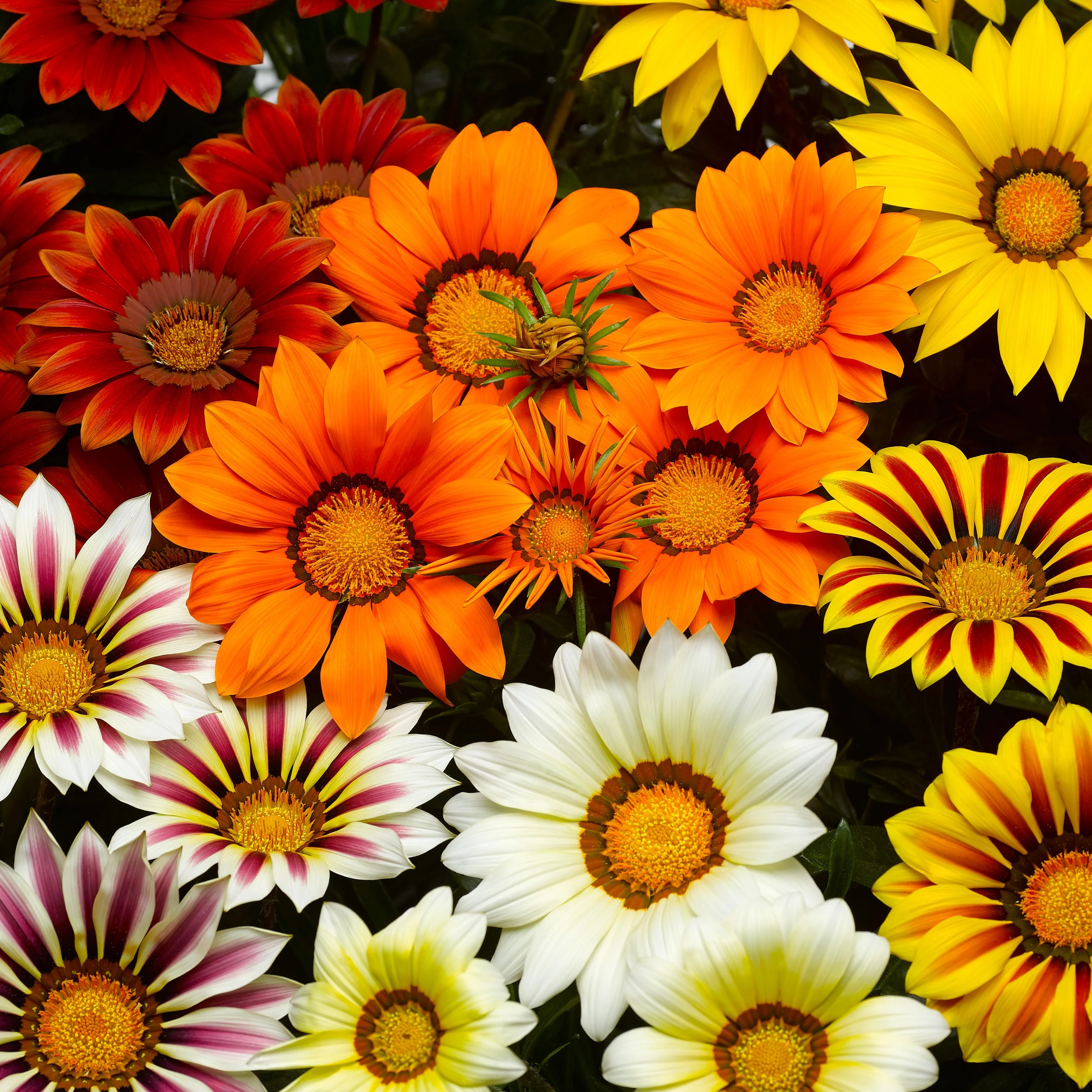 Gazania splendens Mix (x3) - Image 2