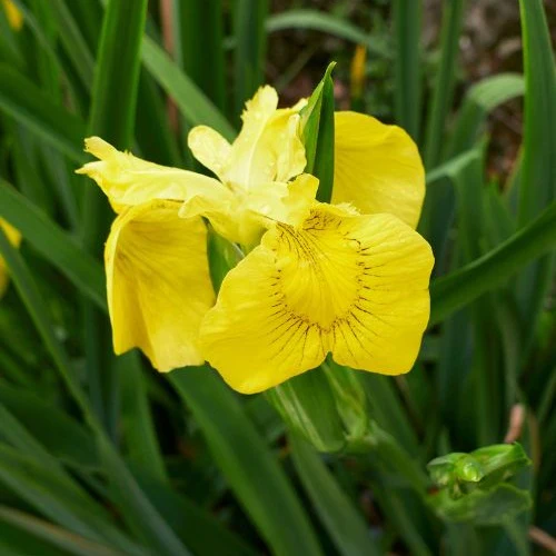 Moerasiris - Image 4