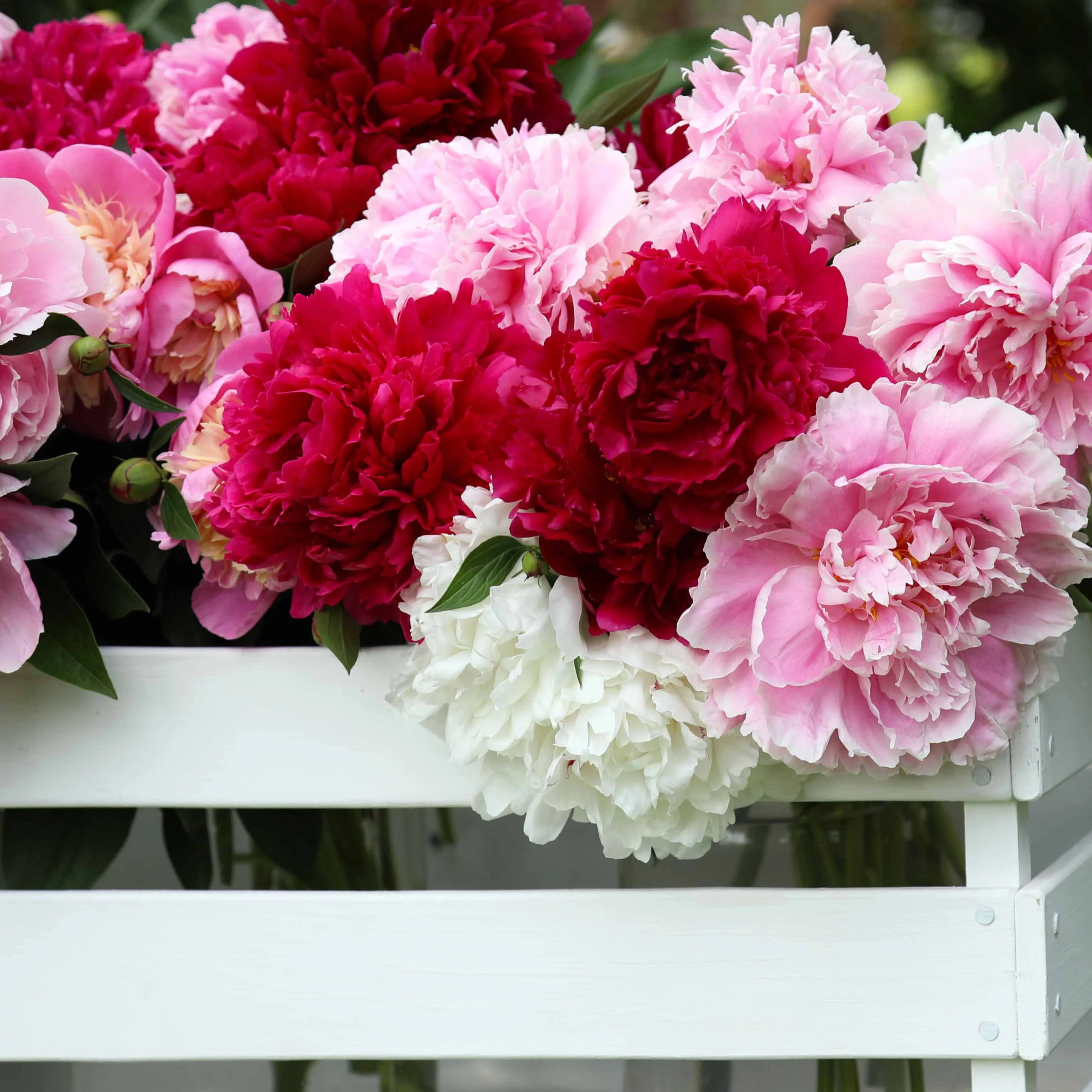 Geurende pioenroos Mix - rood + roze + wit (x3)