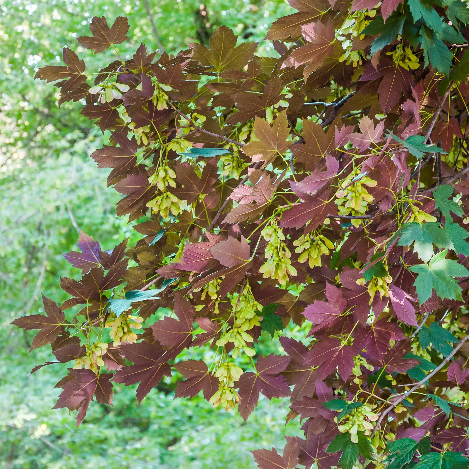Gewone esdoorn Atropurpureum